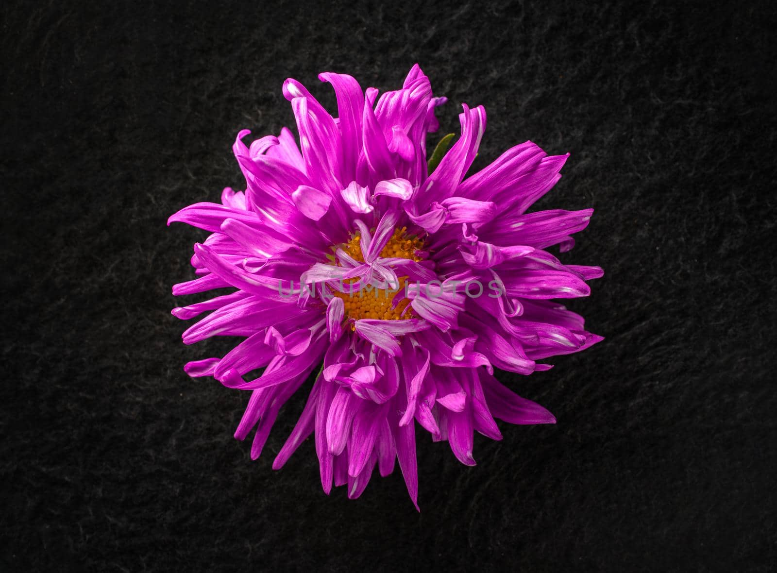Beautiful flower on black background. View above.
