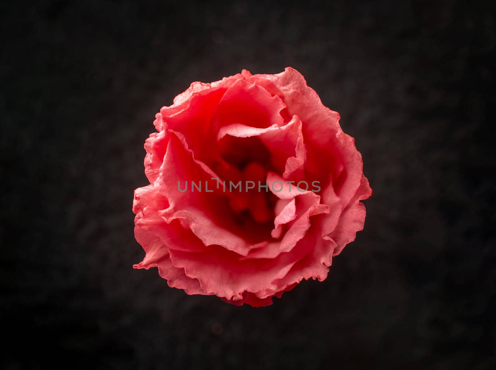 Top view of a flower on black background. Studio shot.