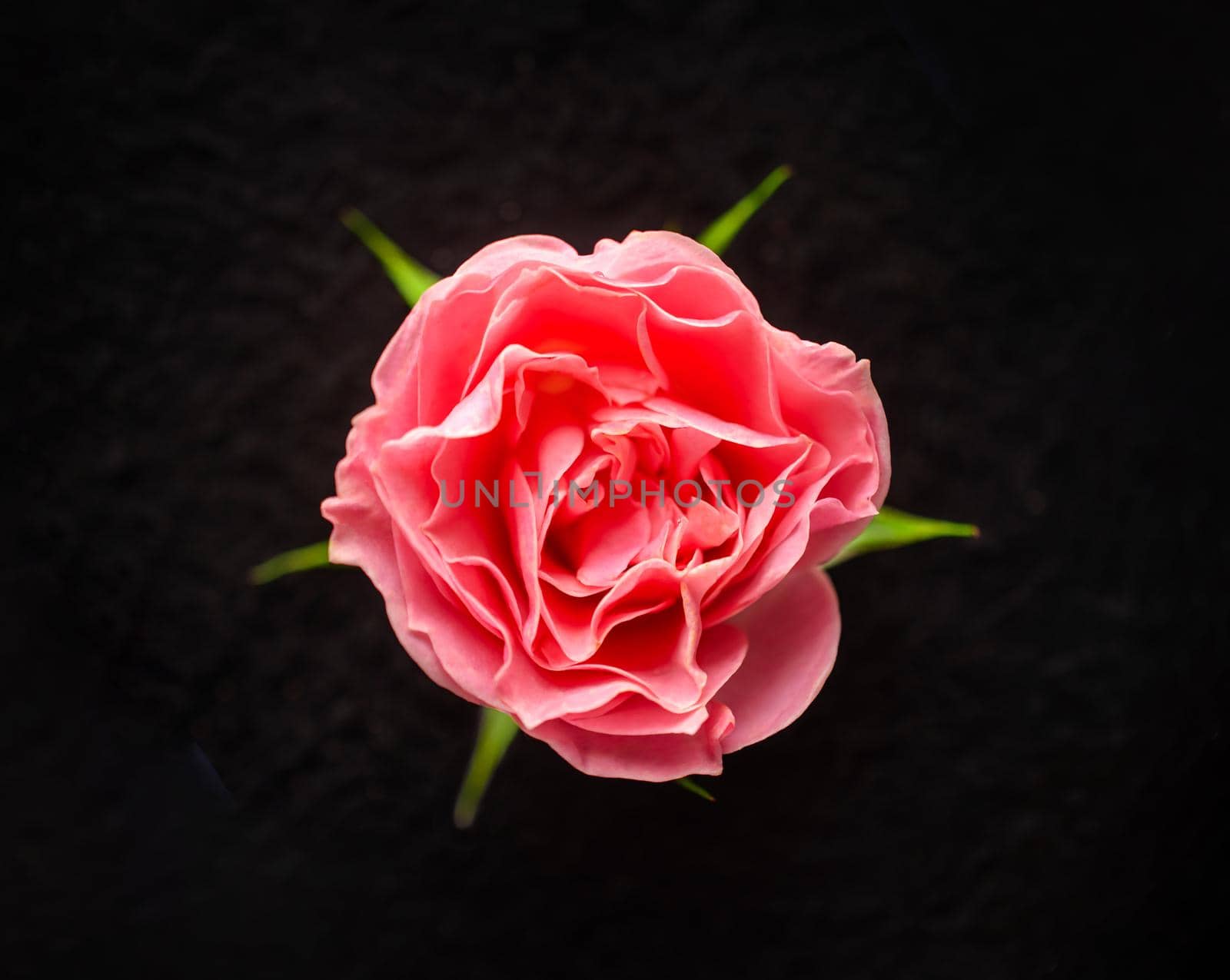 Studio shot of flower on a black background. For design. Nature. by Proff