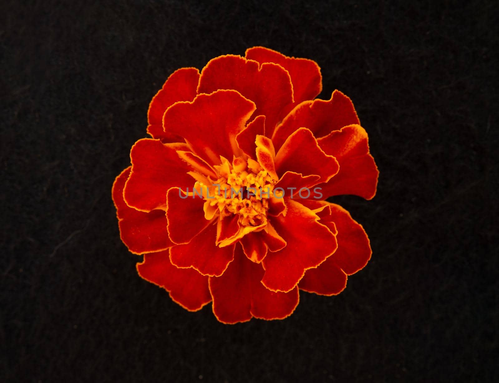 Studio shot of flower on a black background. Closeup. by Proff