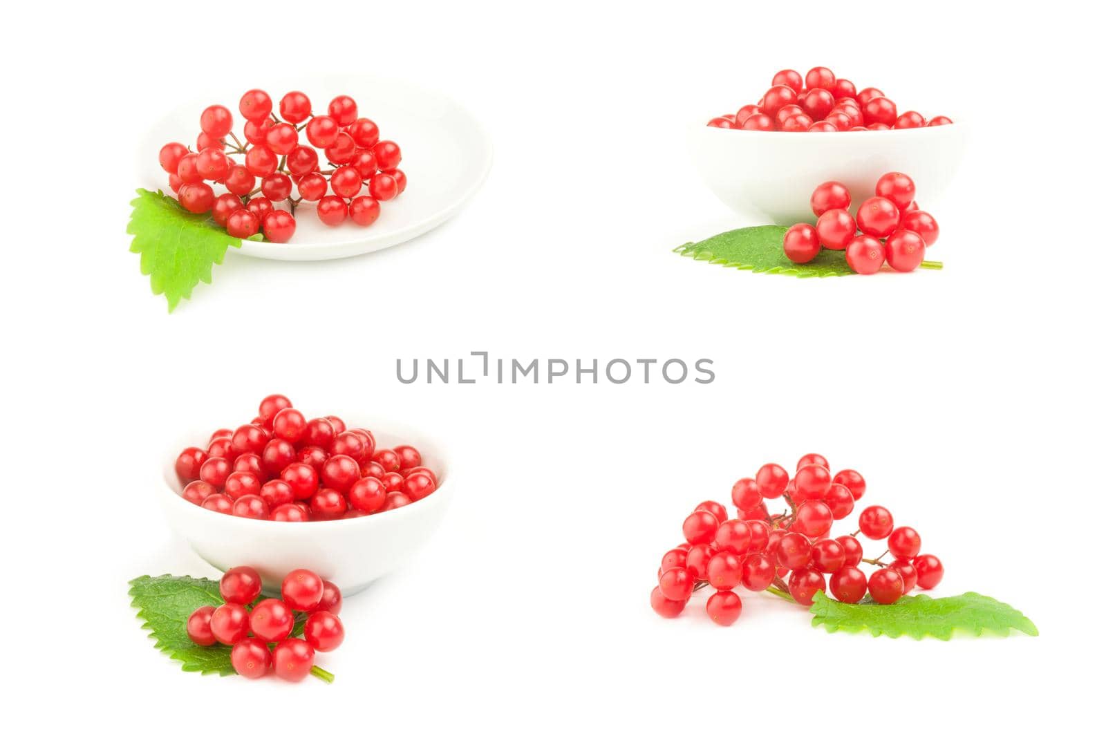 Set of red berries cluster of guelder rose over a white background