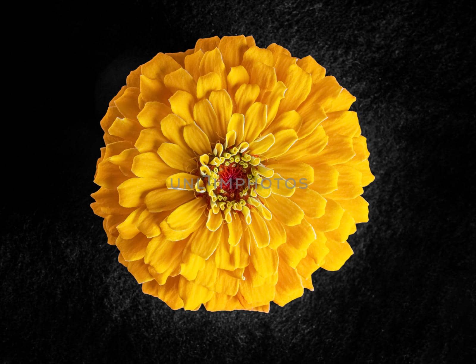 Top view of a flower on a black background. View above. by Proff
