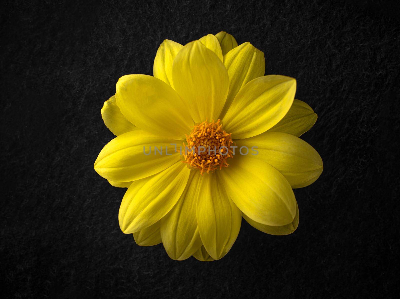 Delicate flower on black background. Decorative flowers. by Proff