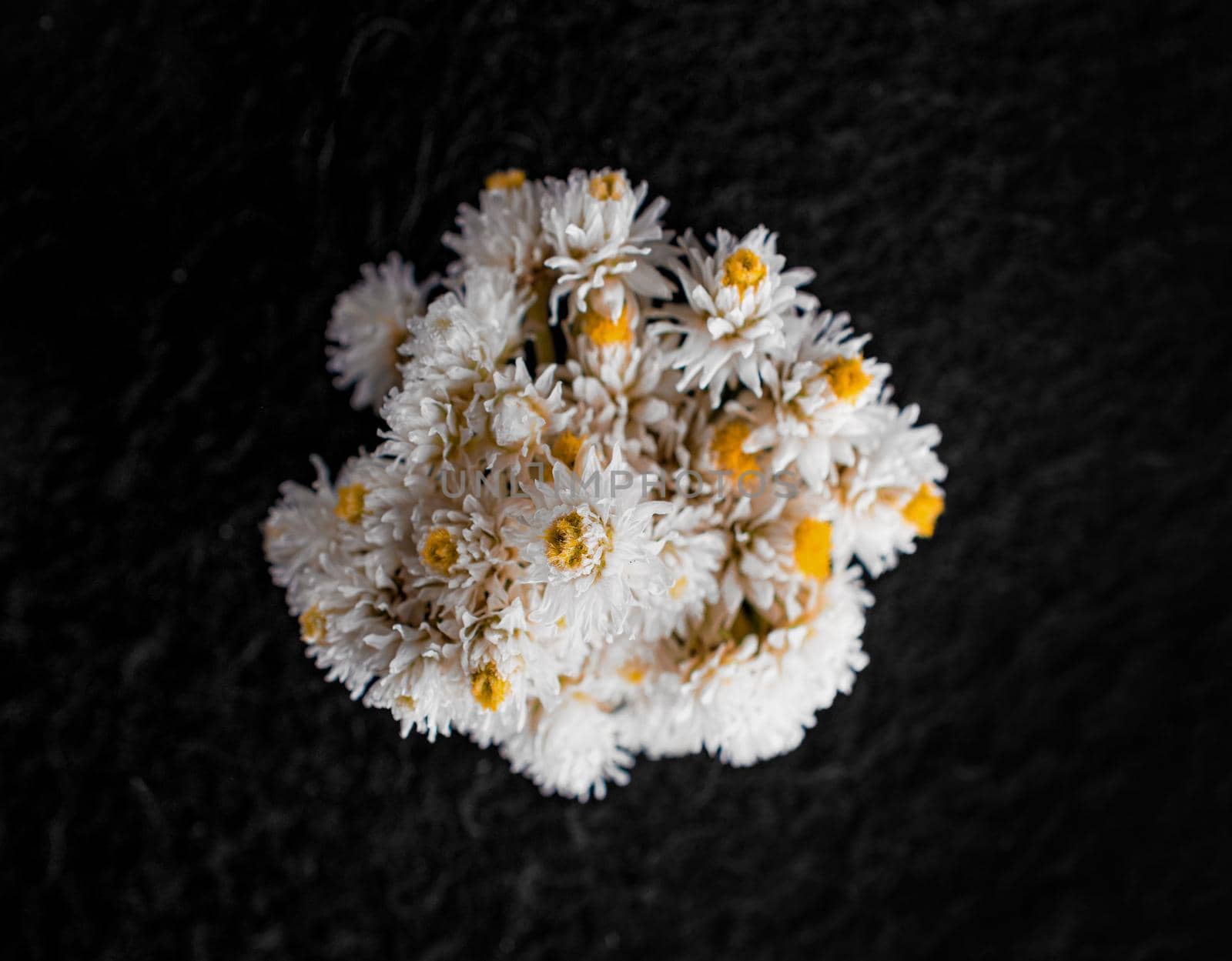 Close-up of flower on black background. Photo from above. by Proff
