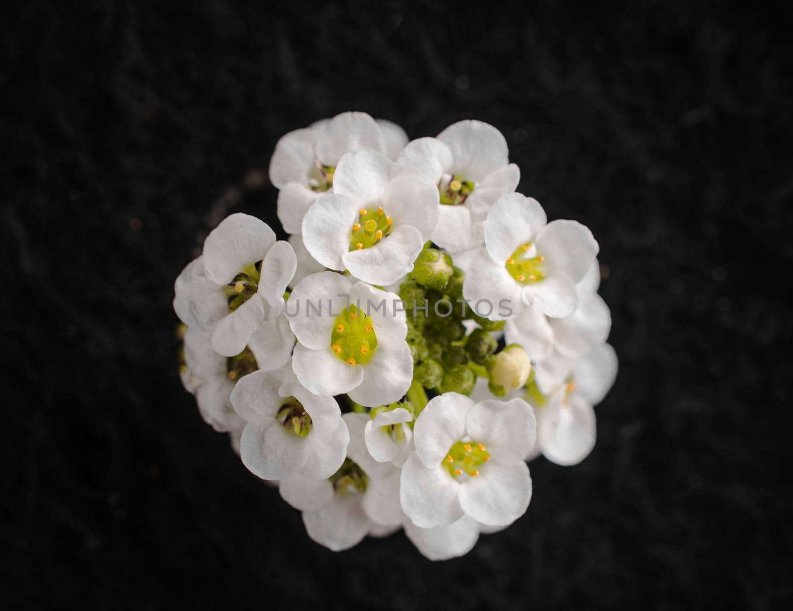 Delicate flower on a black background. View from above. by Proff