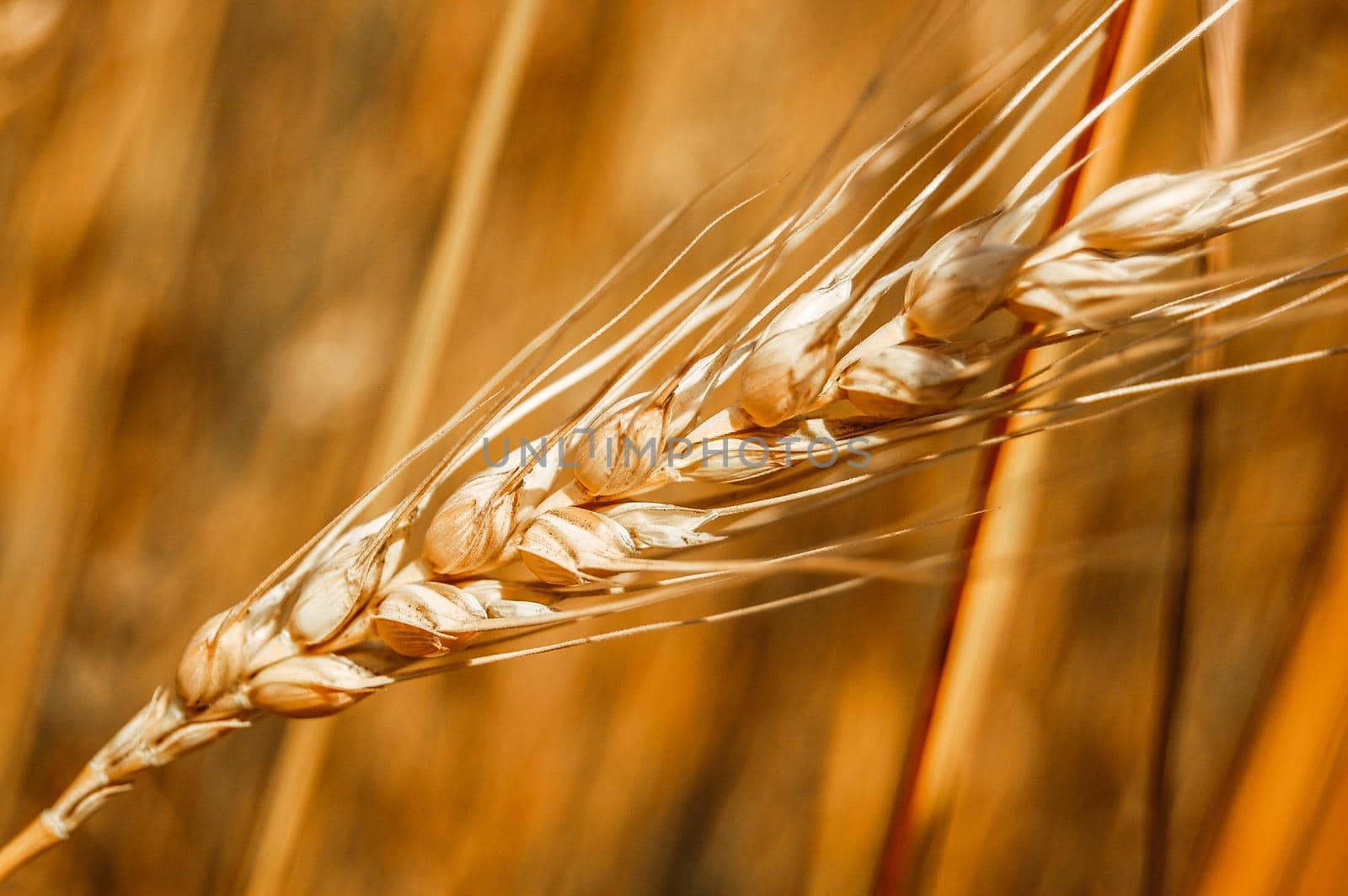 Photo of ear of wheat with bright sun.