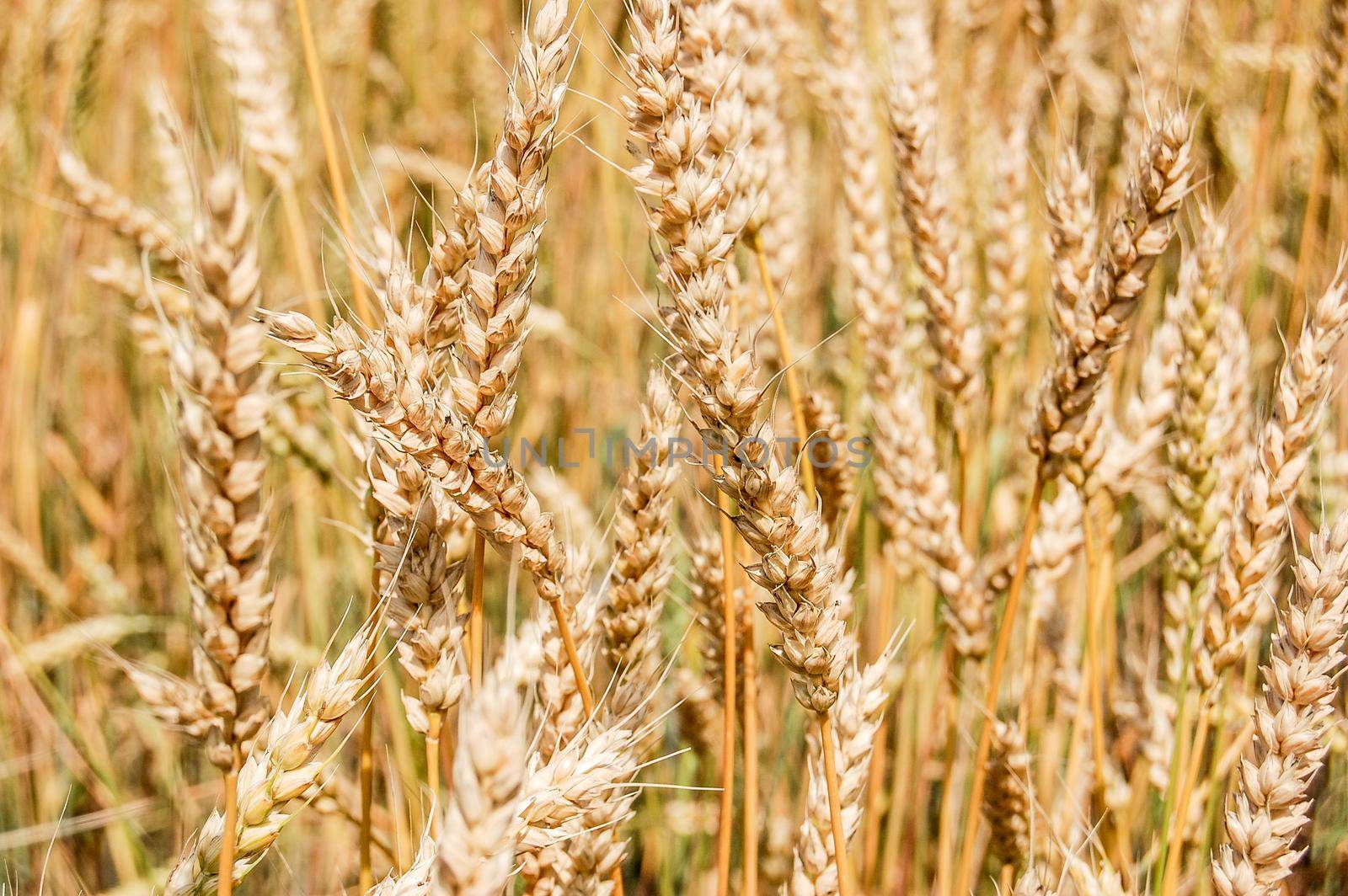 Close up view of wheat ears on the field.