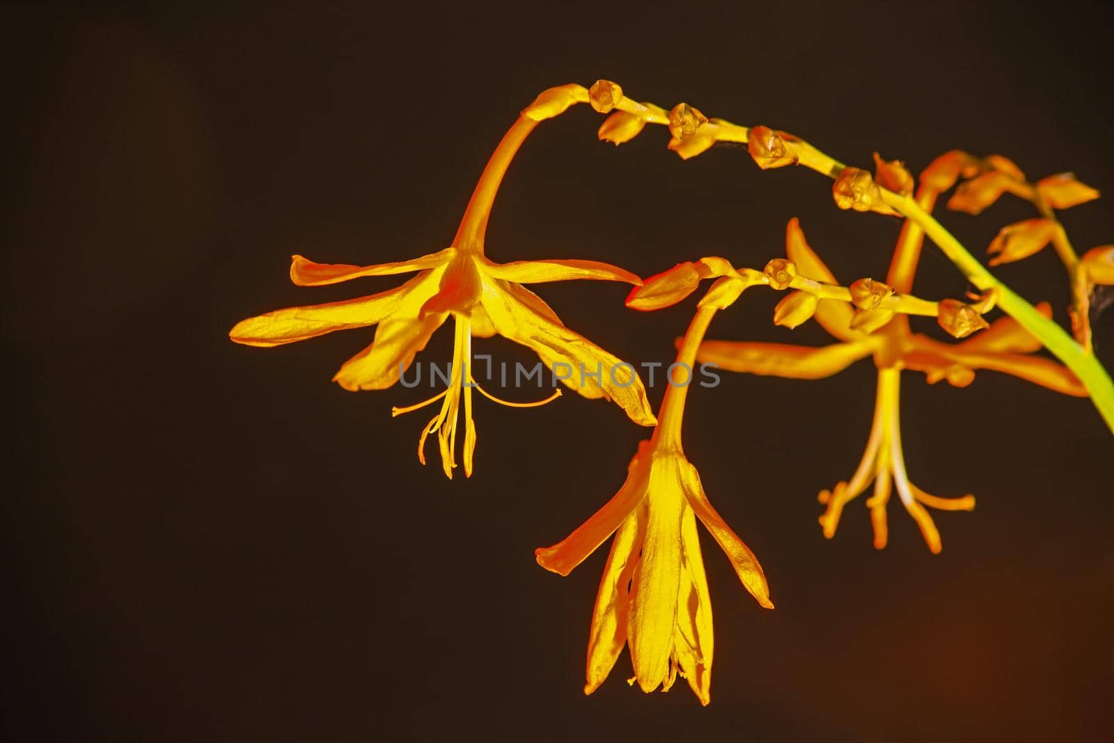 Orange flowers of the Falling Star (Crocosmia aurea) on a dark background