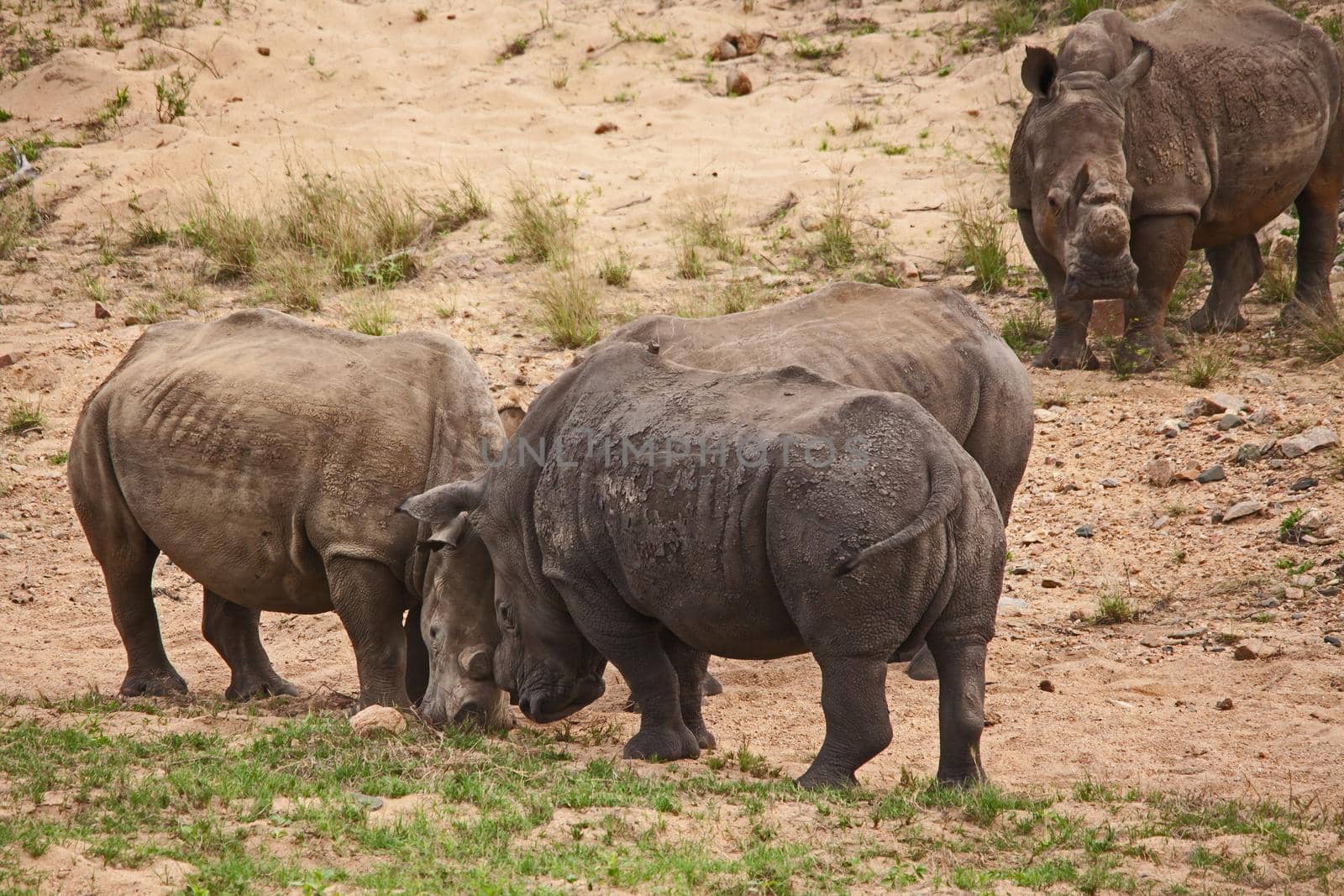 Dehorned White Rhino Ceratotherium simum 14800 by kobus_peche