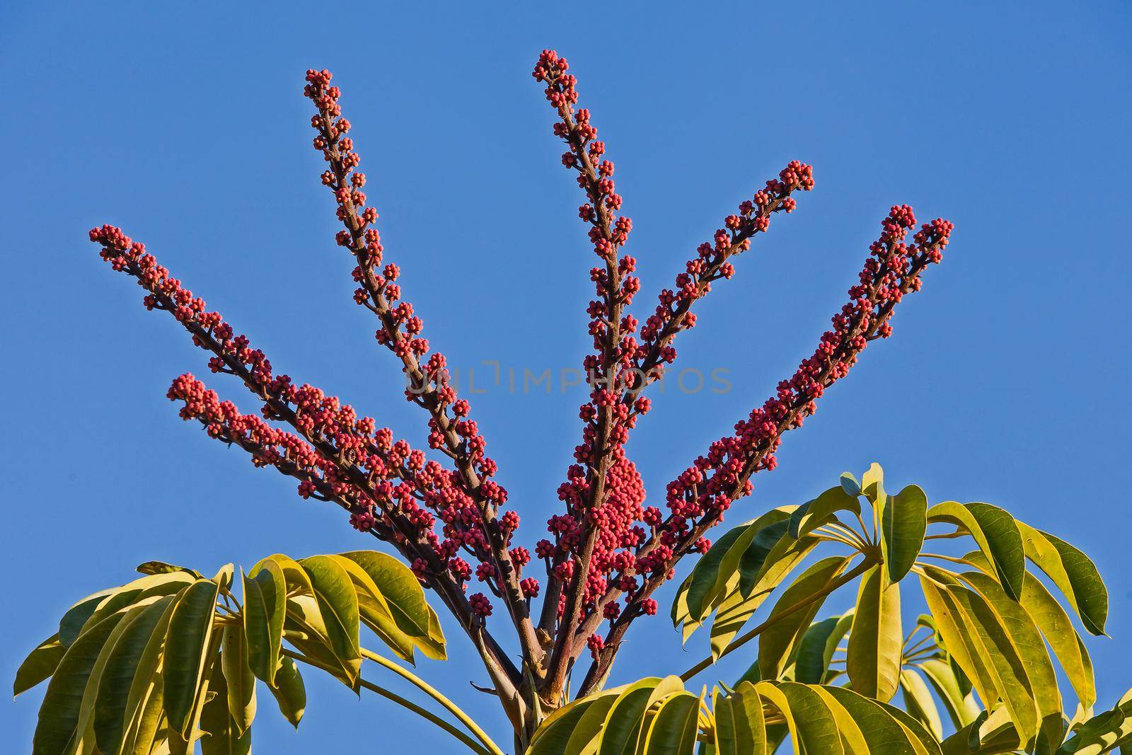 Red seeds, green leaves and blue sky 13244 by kobus_peche