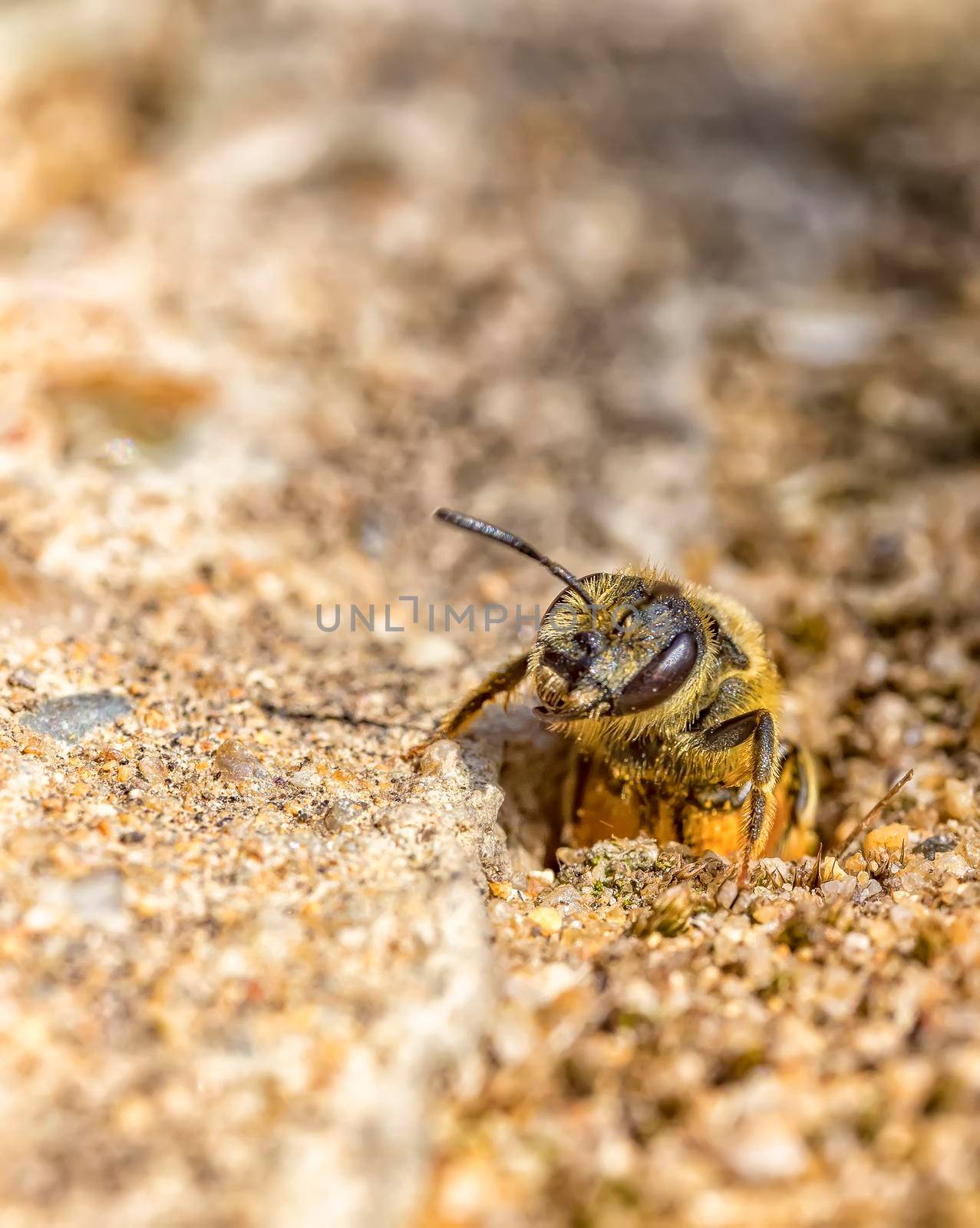 Single earth bee go out from their hole at ground level by EdVal