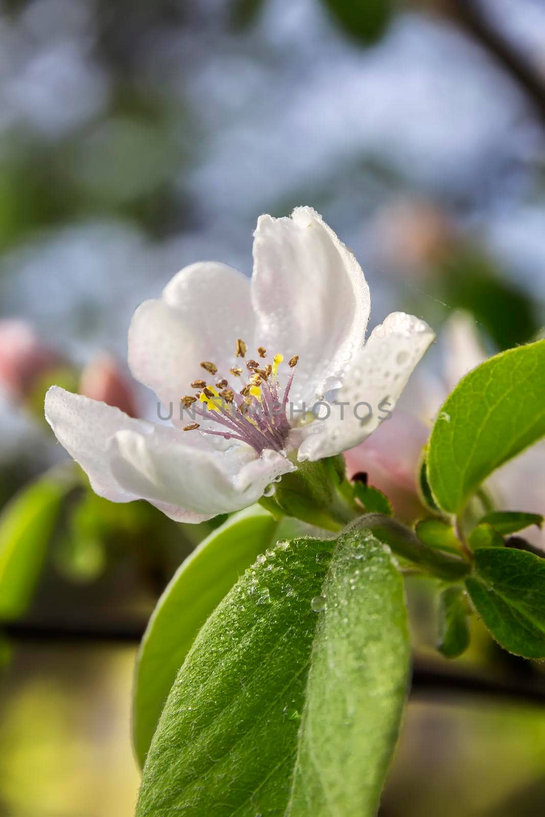 Macro shot of tree blossom covered by dew drops.  Beautiful spring seasonal background. by EdVal