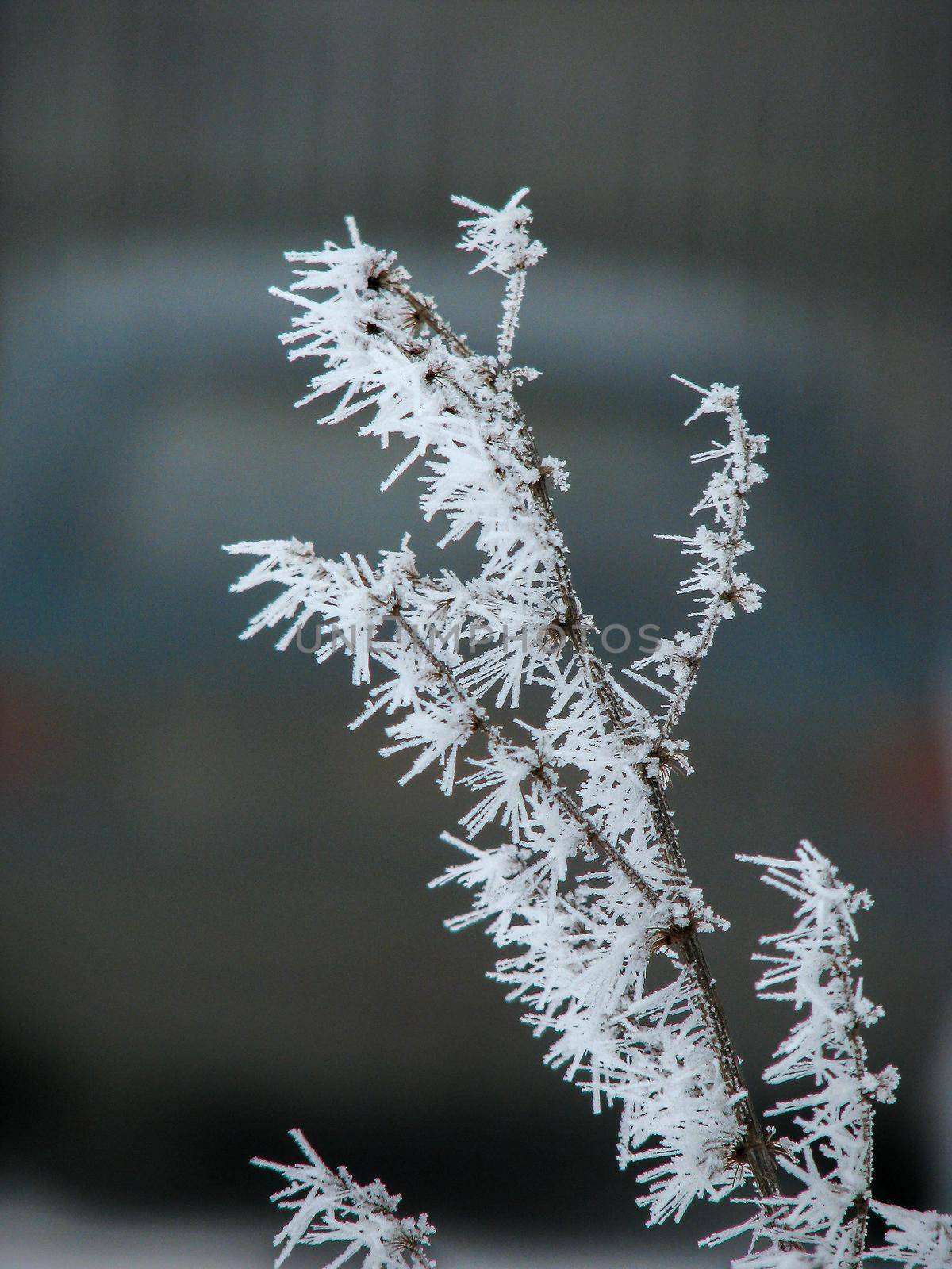 Winter frozen branch with ice crystals