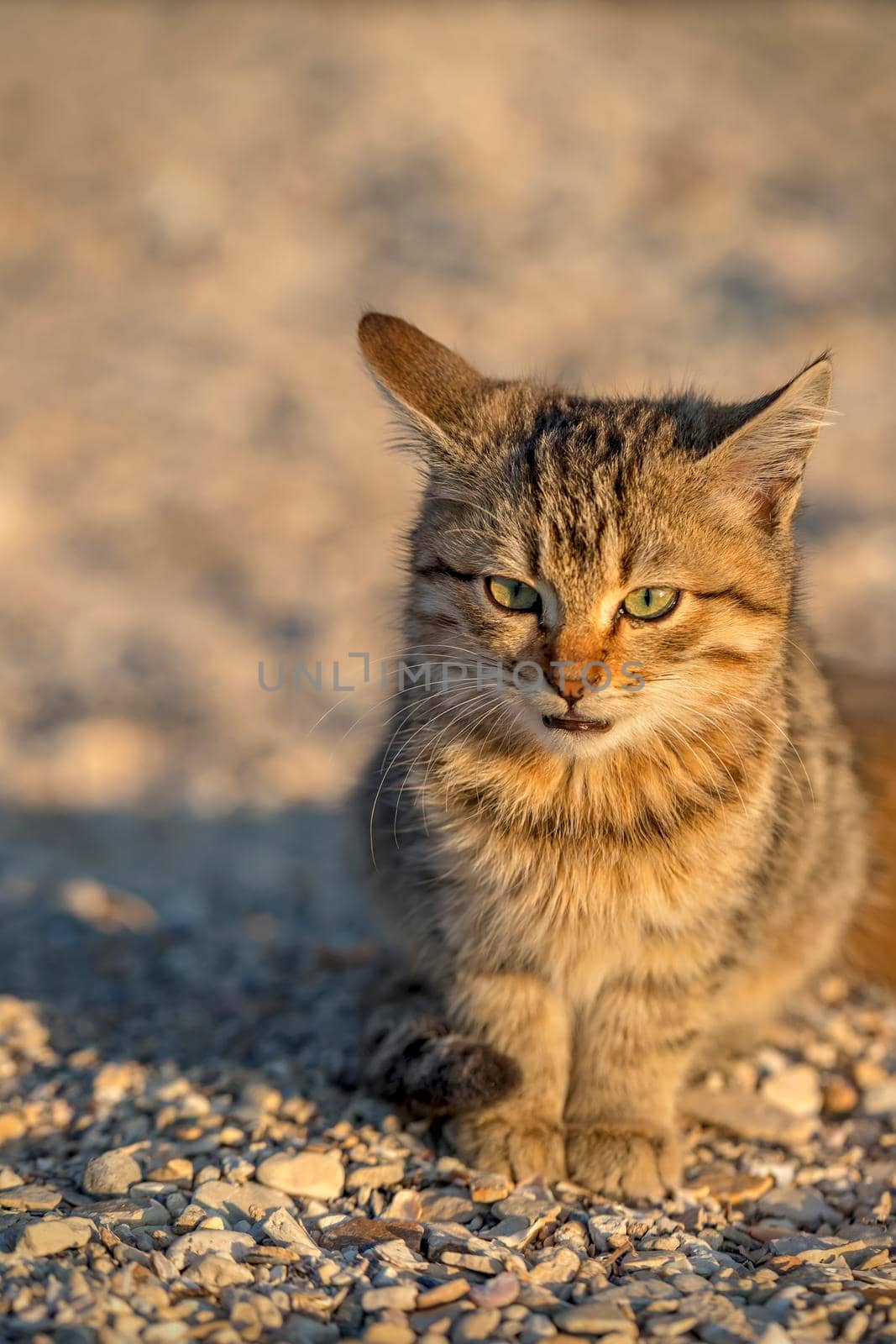 Cute stray kitten sitting on the ground. Blurred background. by EdVal