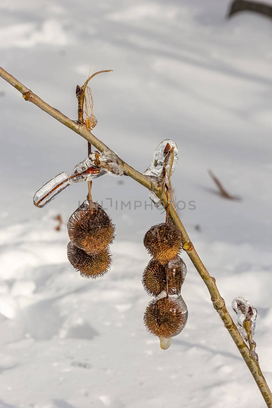 Beautiful frozen plant. Frozen after ice storm, close up. Ice coated plant. by EdVal