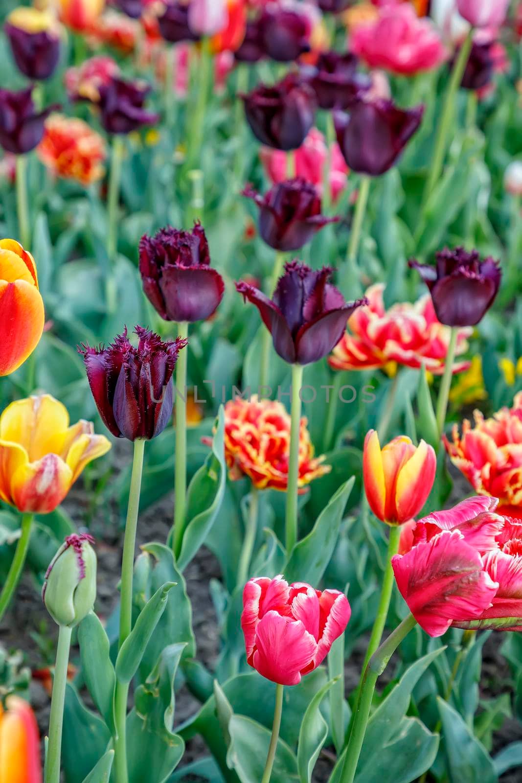 Tulip flowers by EdVal