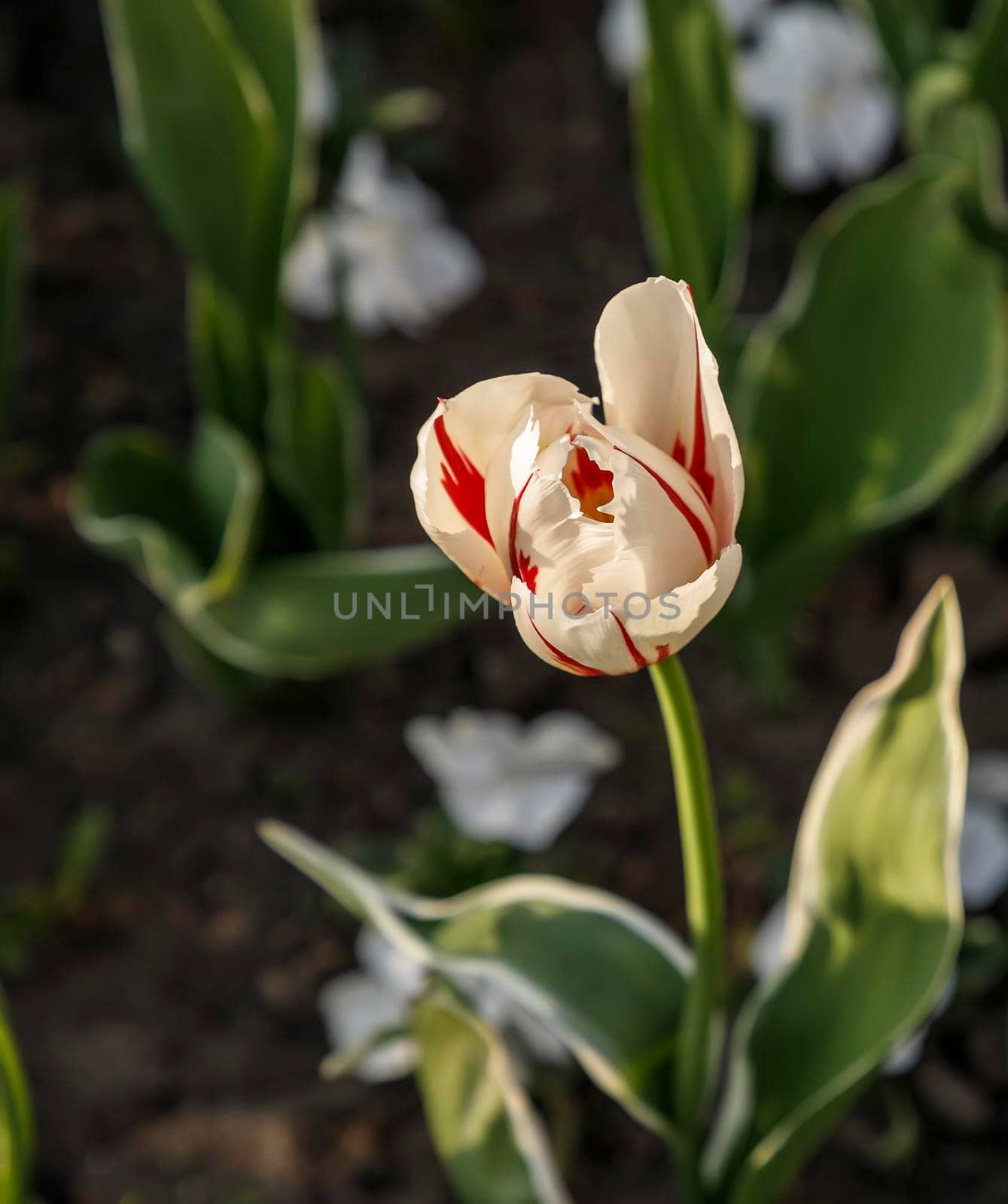 Colorful single tulip flower bloom in the spring garden by EdVal
