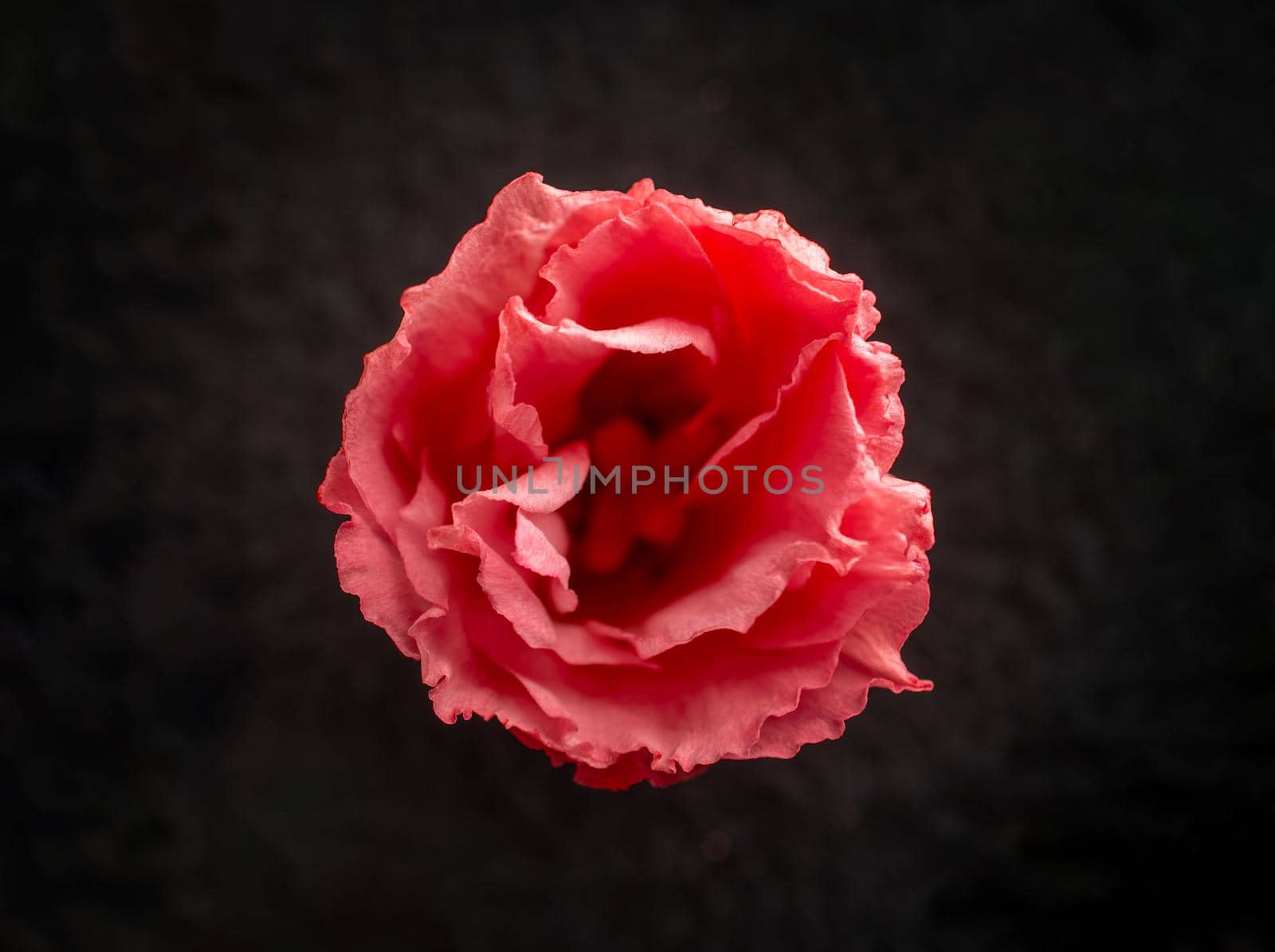 Top view of a flower on a black background. View from above.