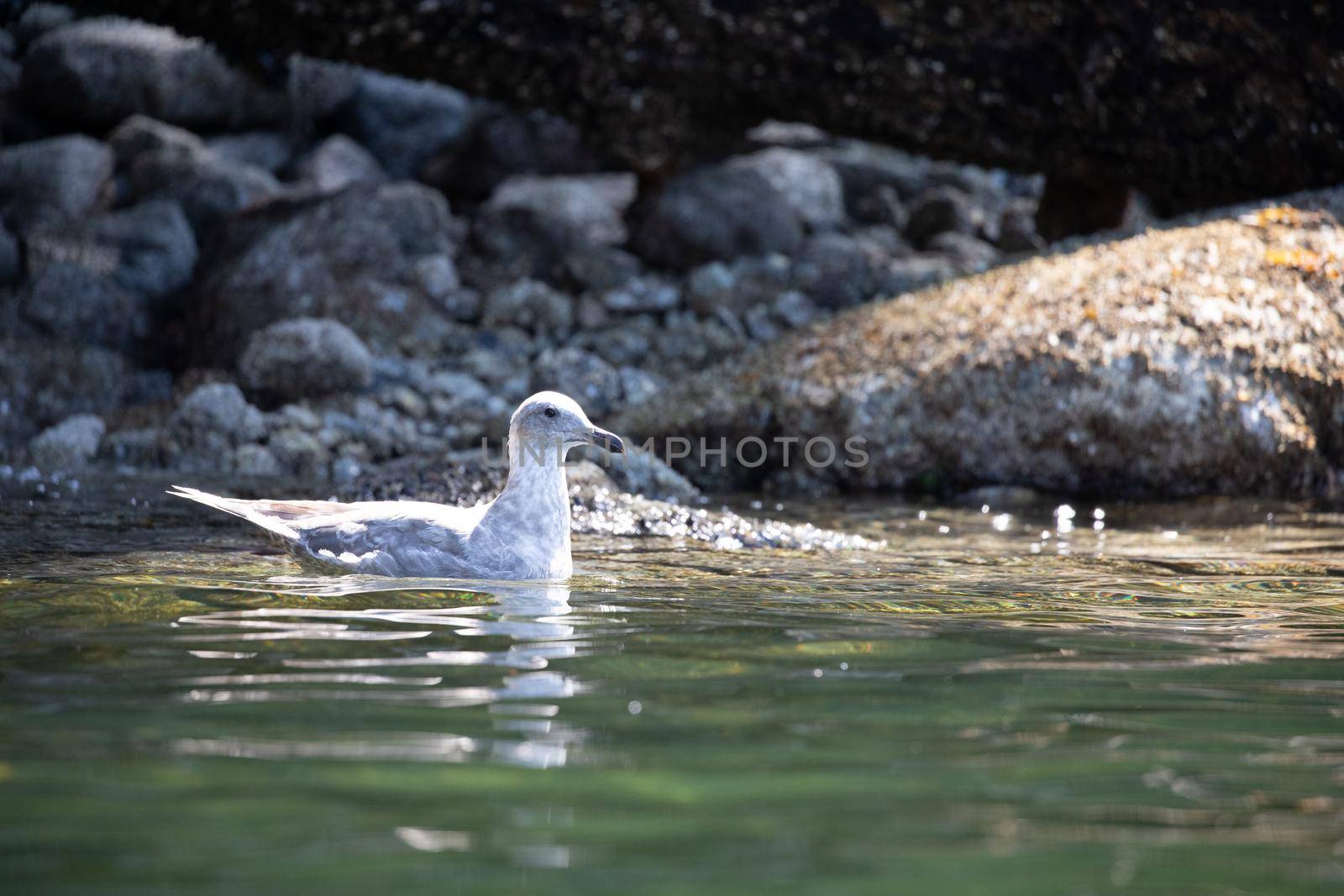 Young Glaucous-winged gull swimming along a rocky shore in British Columbia by Granchinho