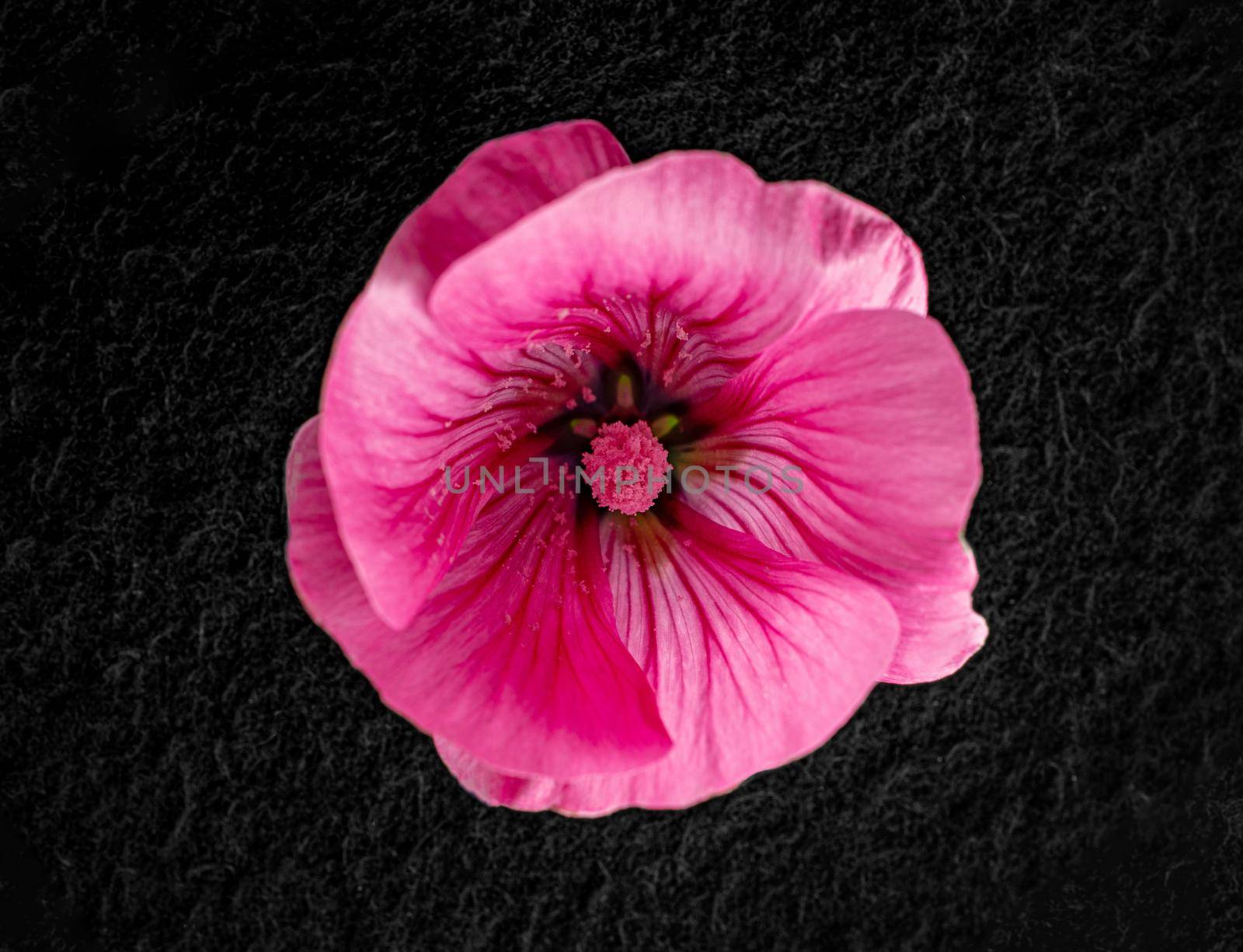 Studio shot of flower on black background. Closeup. Nature. by Proff