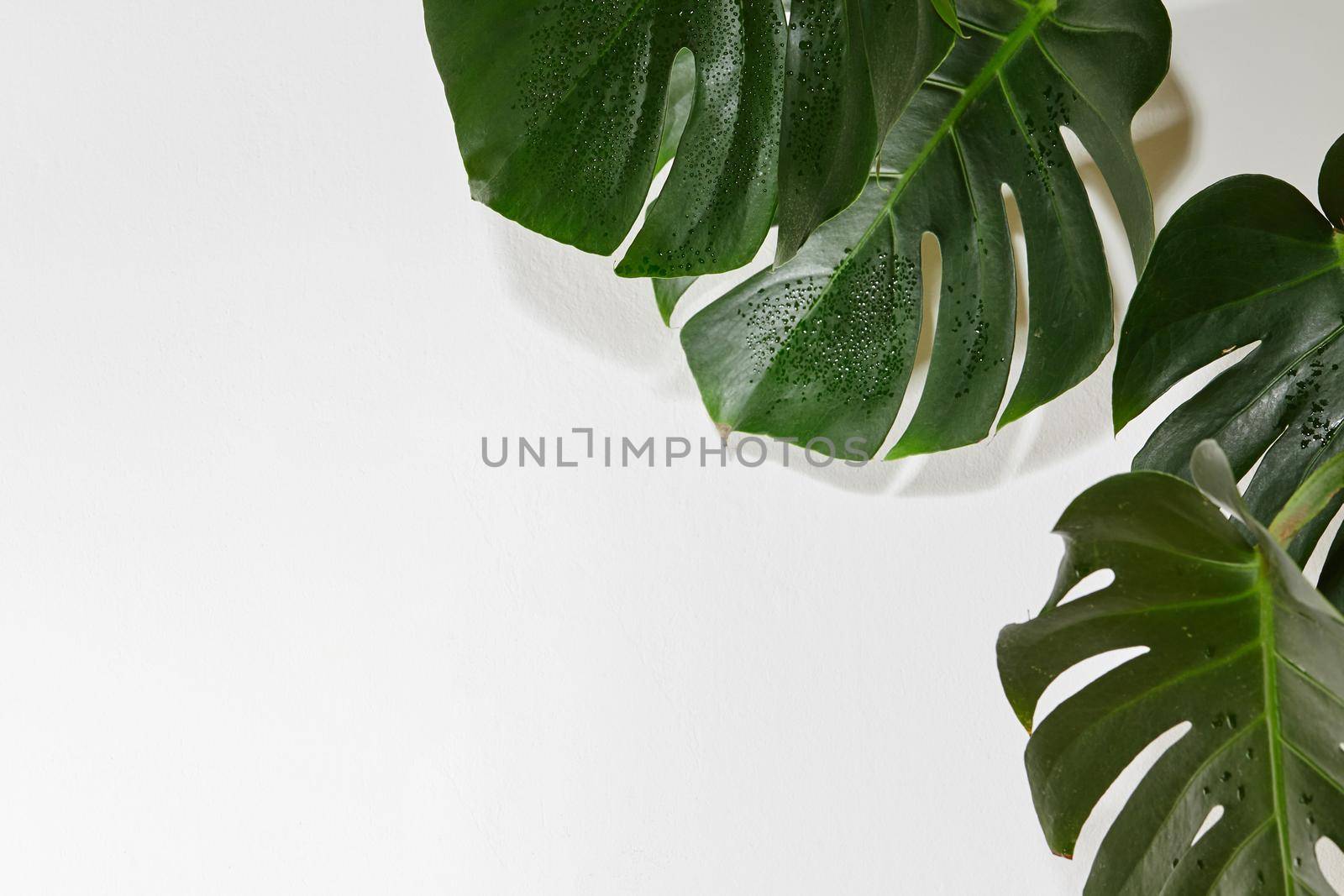 Monstera or Palm Leaves Summer Minimal White Background. Space for Text. Copyspace with Tropical Floral. Green Leaf on white Wall