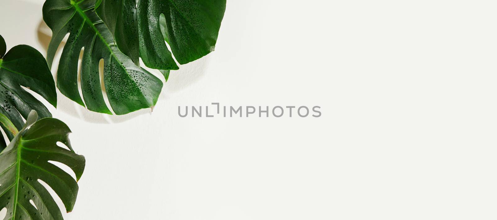 Monstera or Palm Leaves Summer Minimal White Background. Space for Text. Copyspace with Tropical Floral. Green Leaf on white Wall