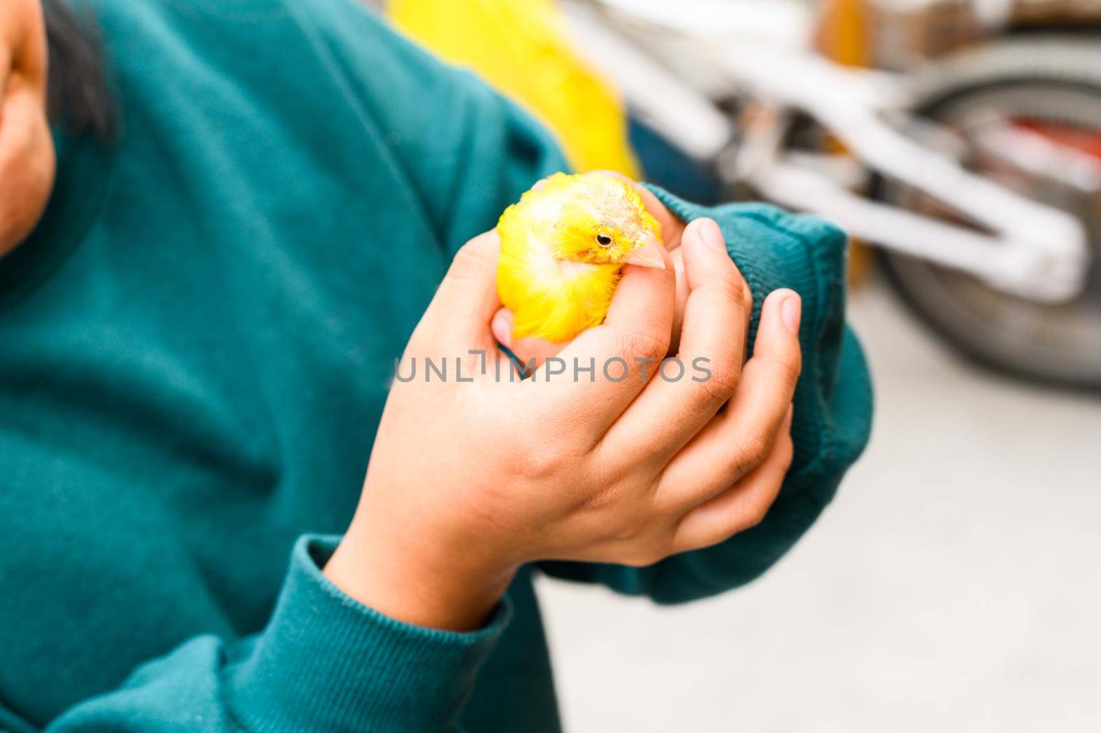 Yellow canary in the hands of a girl. bald little bird. care tenderness protection