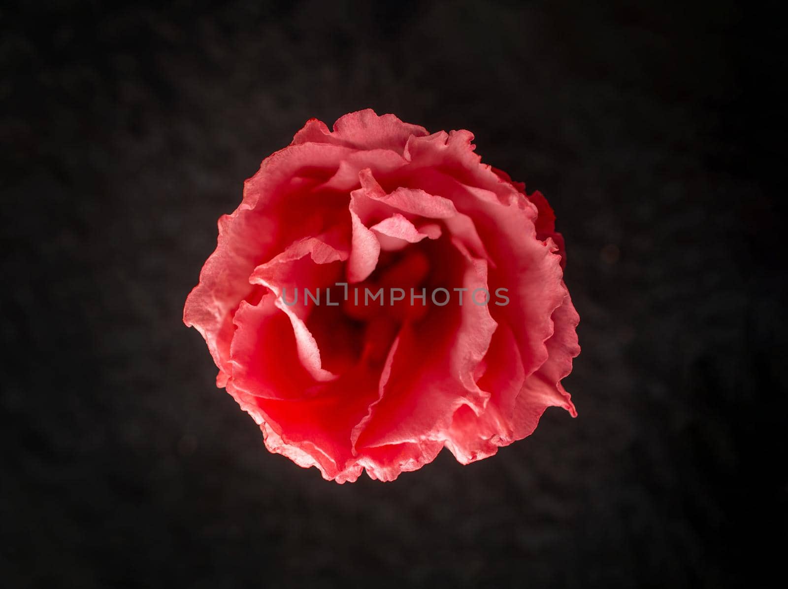 Studio shot of flower on black background. View from above. by Proff