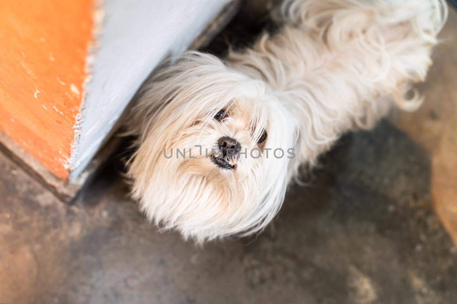 White small dog in playfulness. Portrait