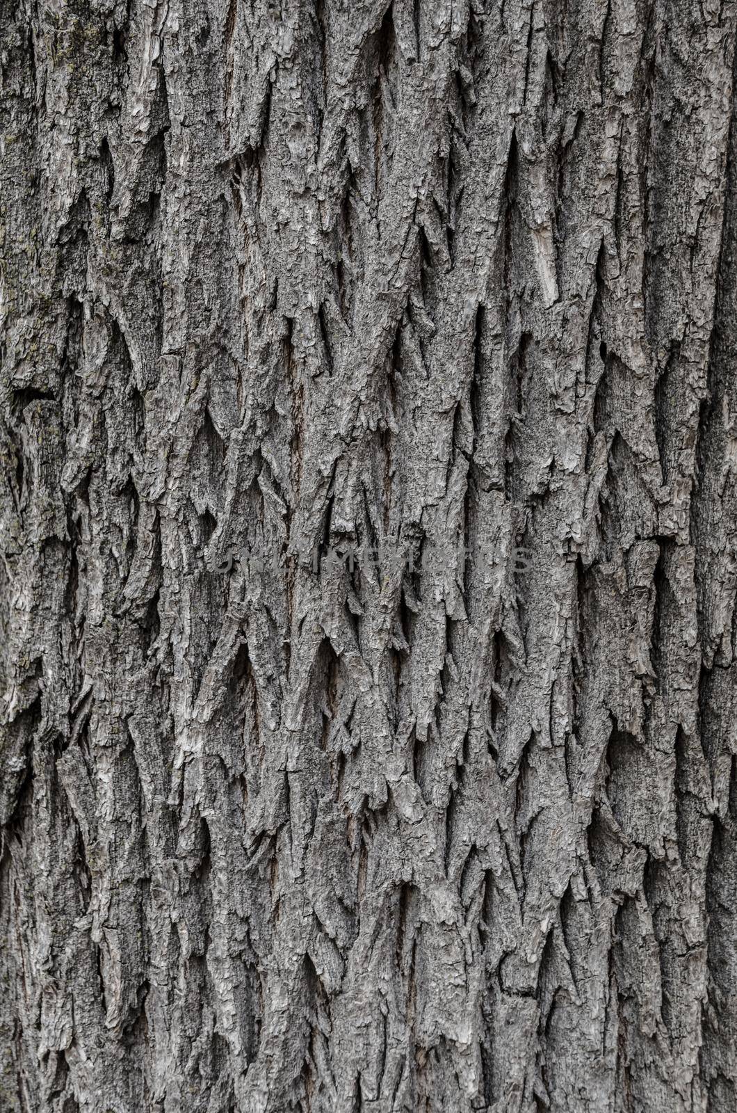 Tree bark texture Texture for background by Proff