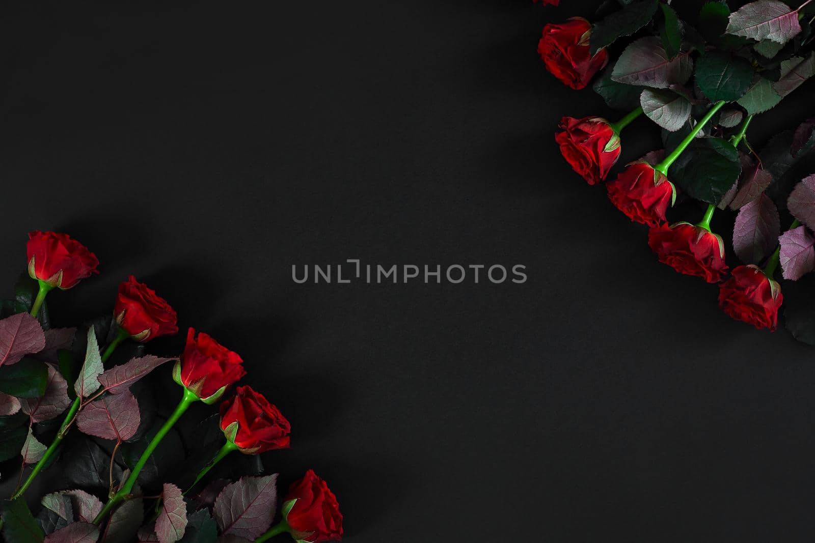 Red roses on a black background. Top view. Flat lay. Copy space. Still life