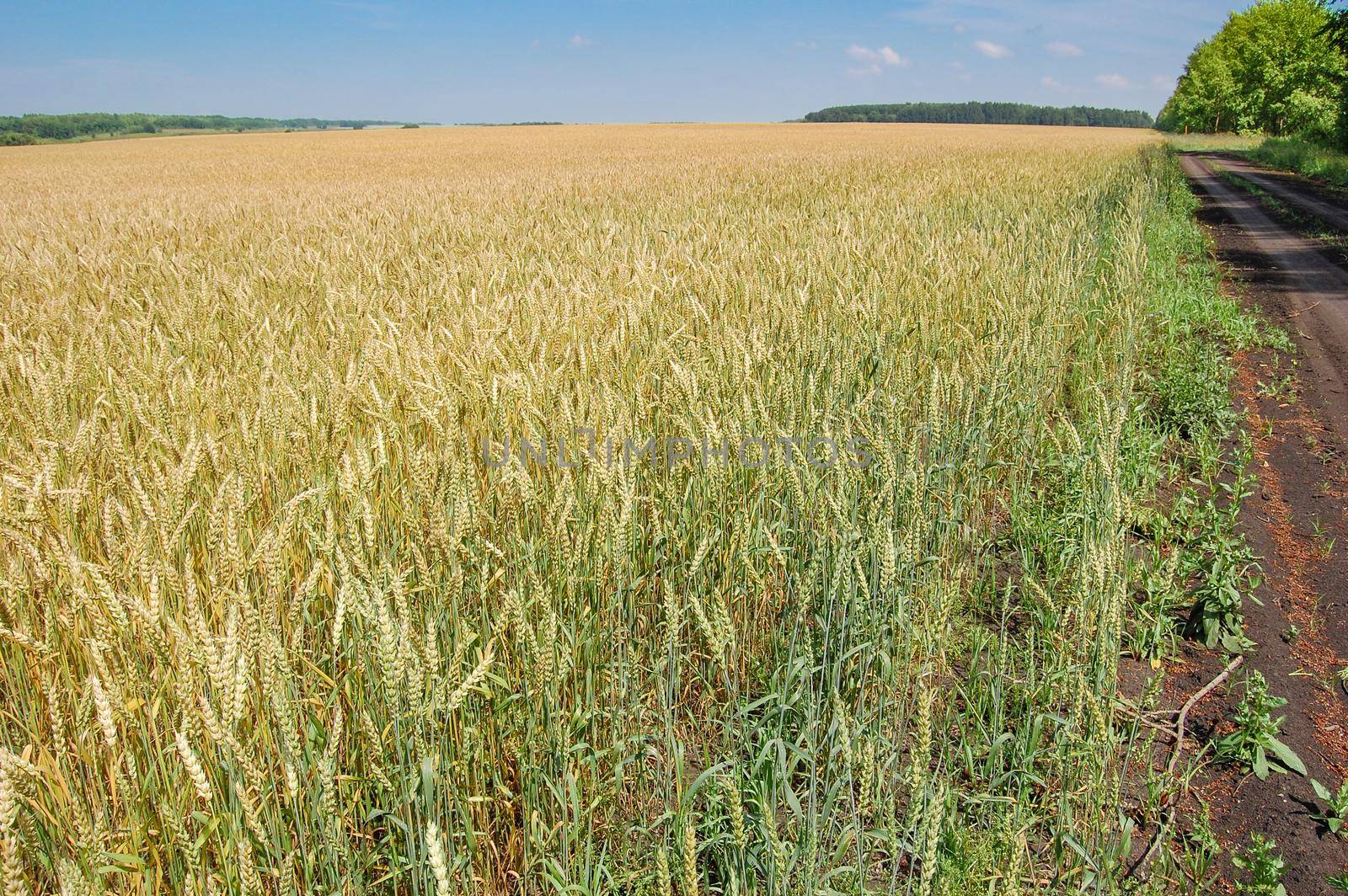 Field of rye in the summer.