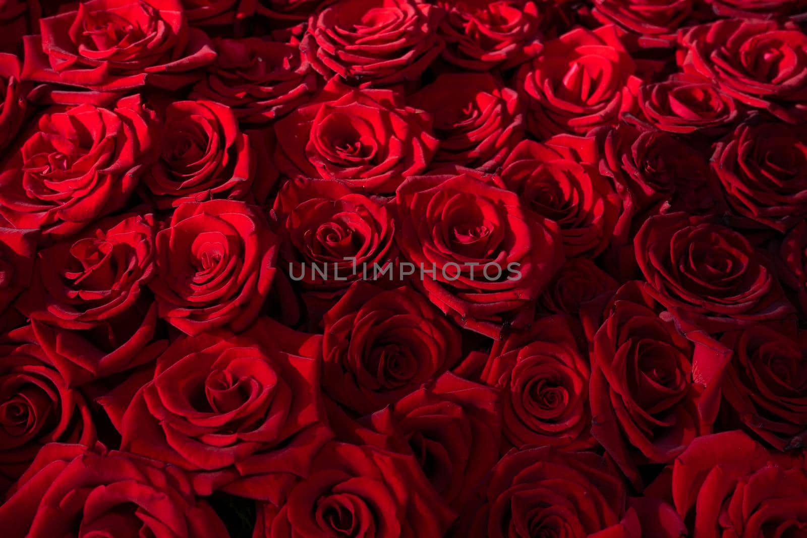 Many blooming red roses with romantic lighting by Serhii_Voroshchuk