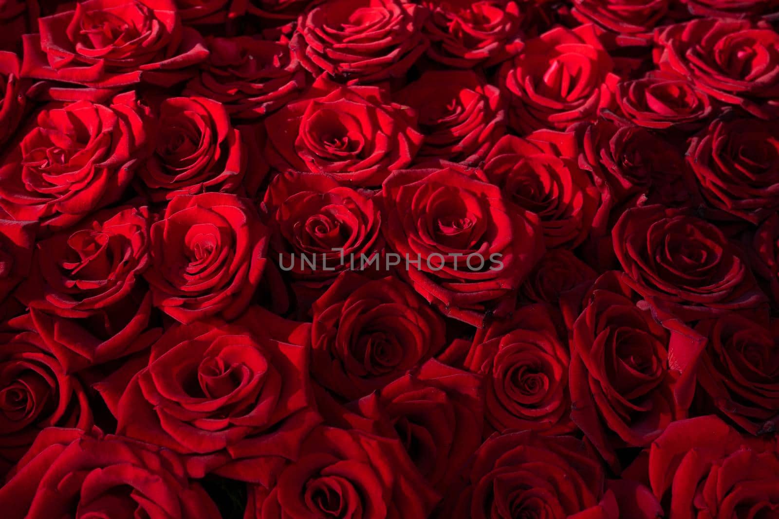 Many blooming red roses with romantic lighting.