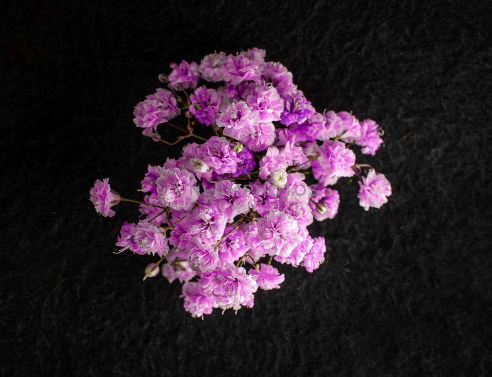 Studio shot of flower on black background. Photo from above. by Proff