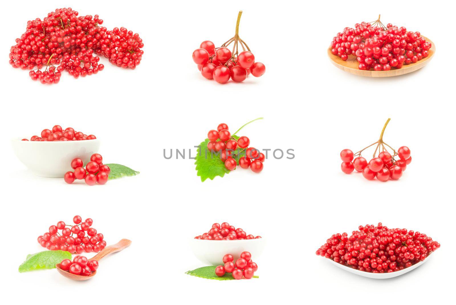 Collage of red berries cluster of guelder rose isolated on a white background cutout