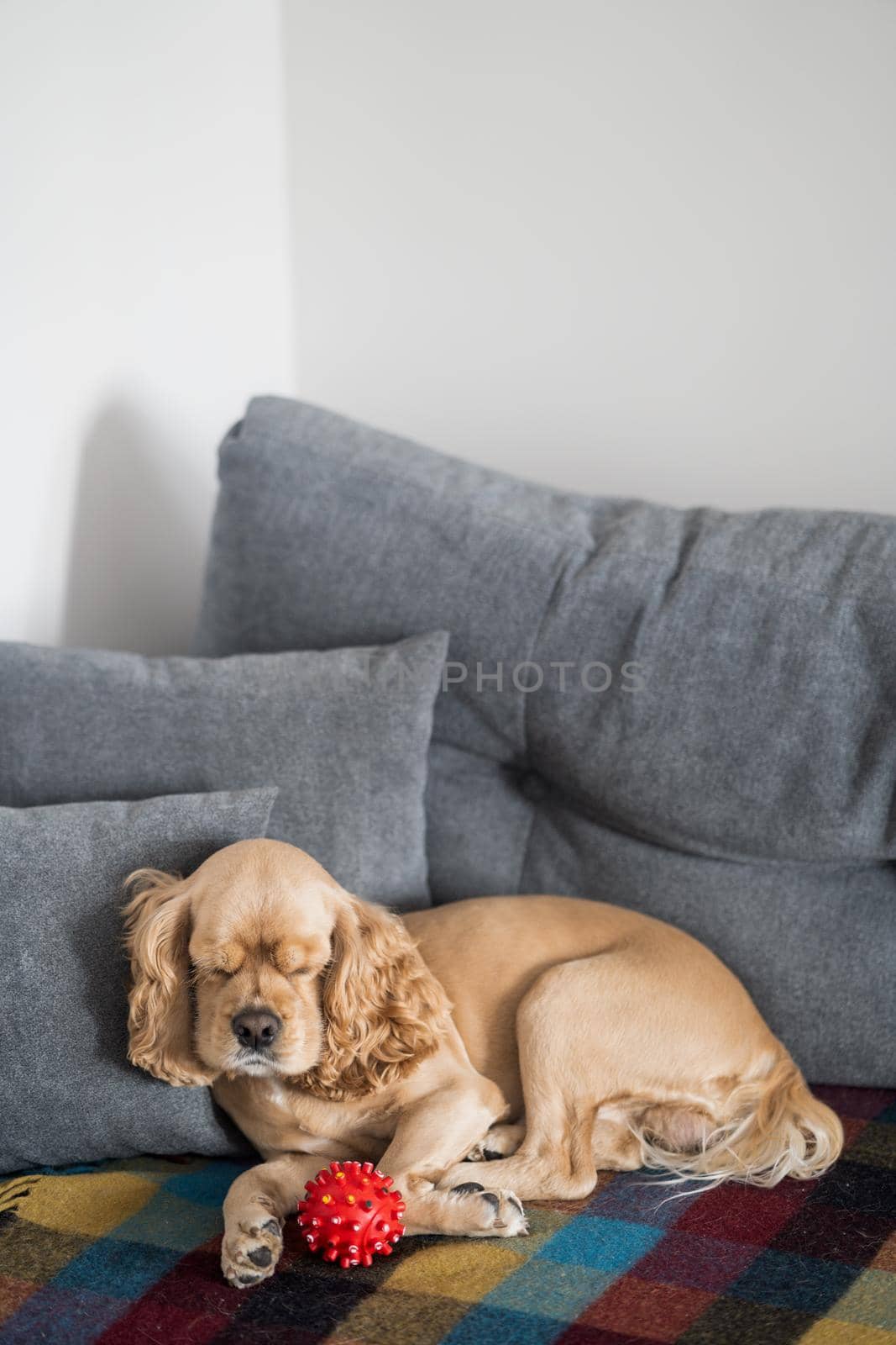 American Cocker Spaniel sleeps on the sofa by driver-s