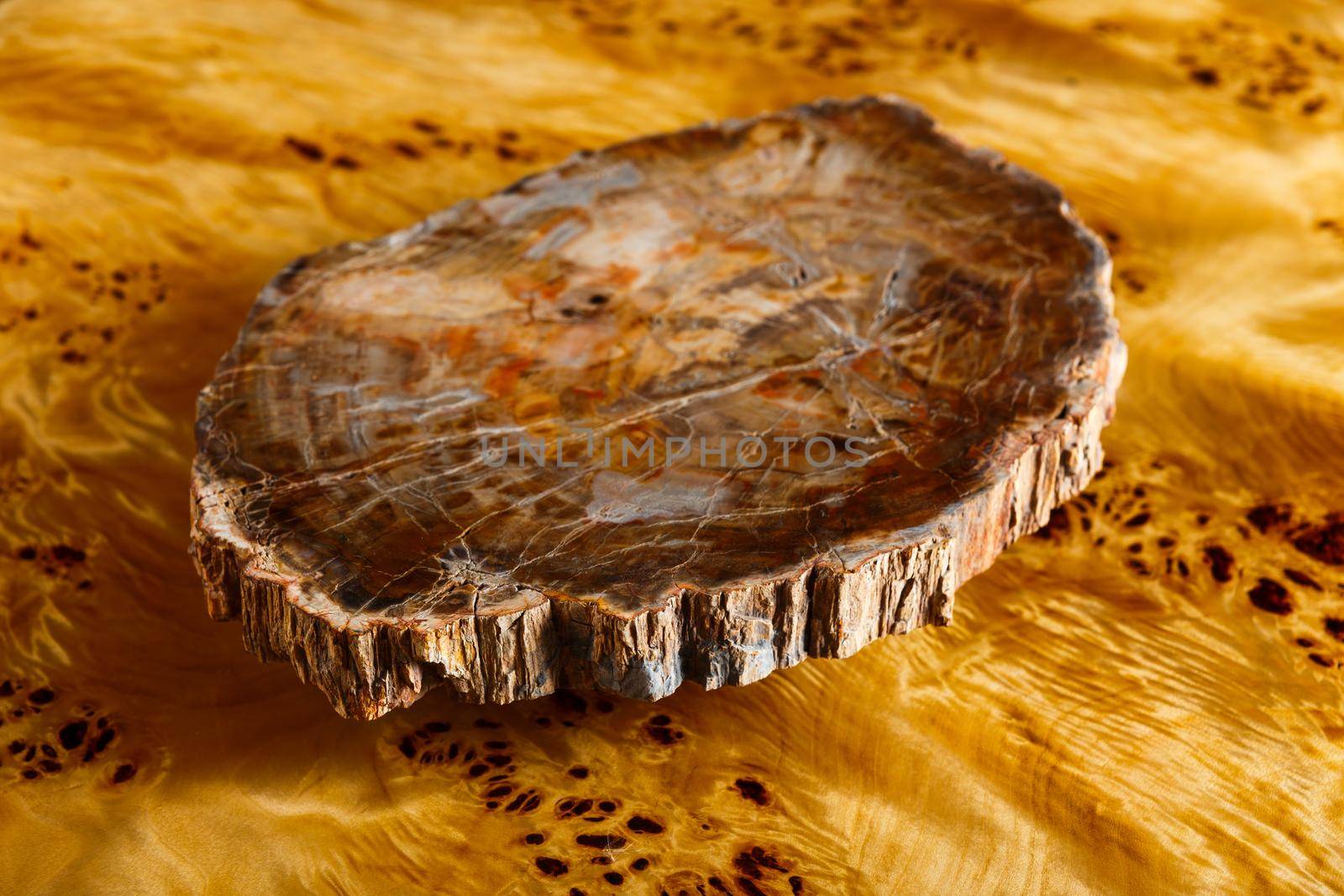 A section of ancient petrified wood by BY-_-BY
