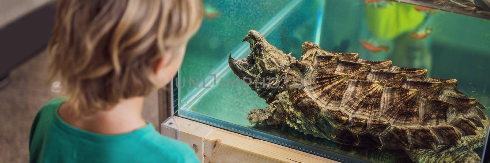 Little kid boy admire big turtles in terrarium through the glass. BANNER, LONG FORMAT