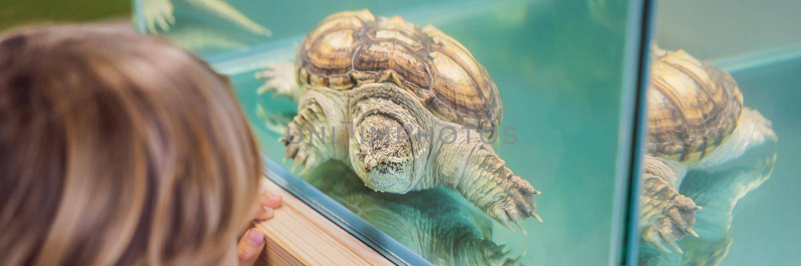 Little kid boy admire big turtles in terrarium through the glass. BANNER, LONG FORMAT