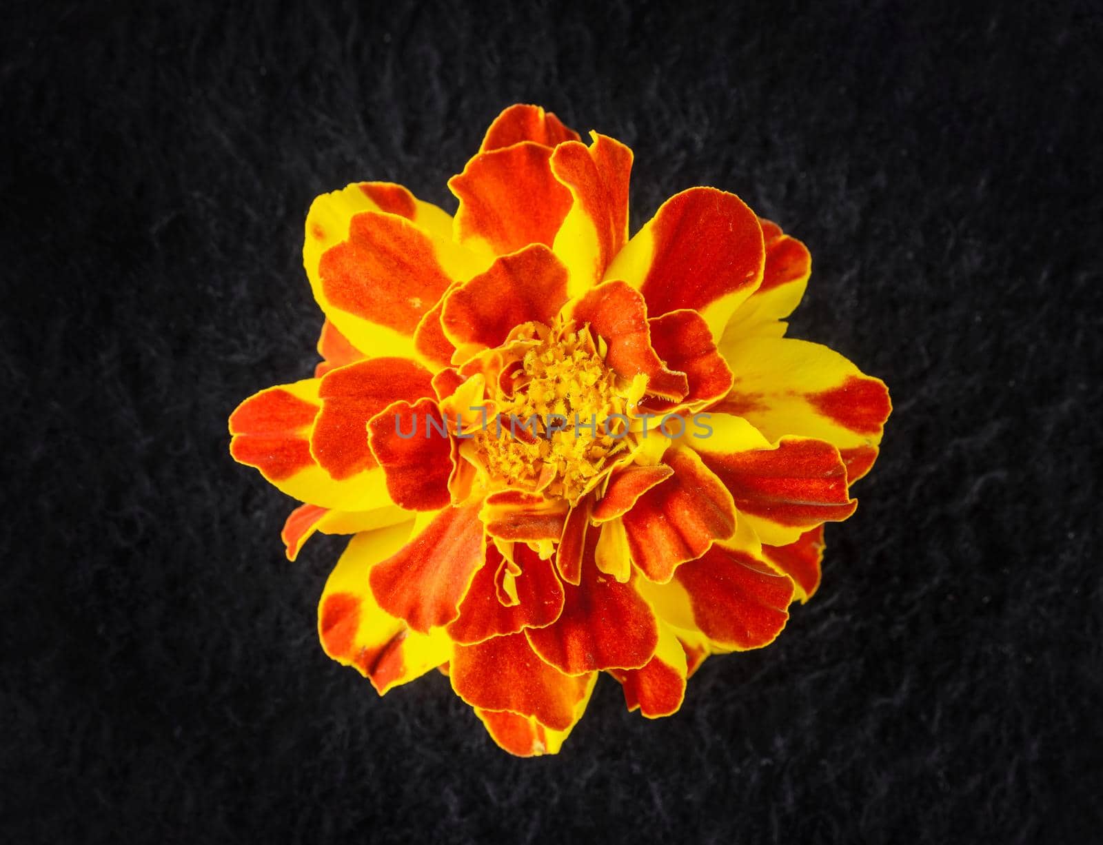 Top view of a flower on a black background. Studio shot. by Proff