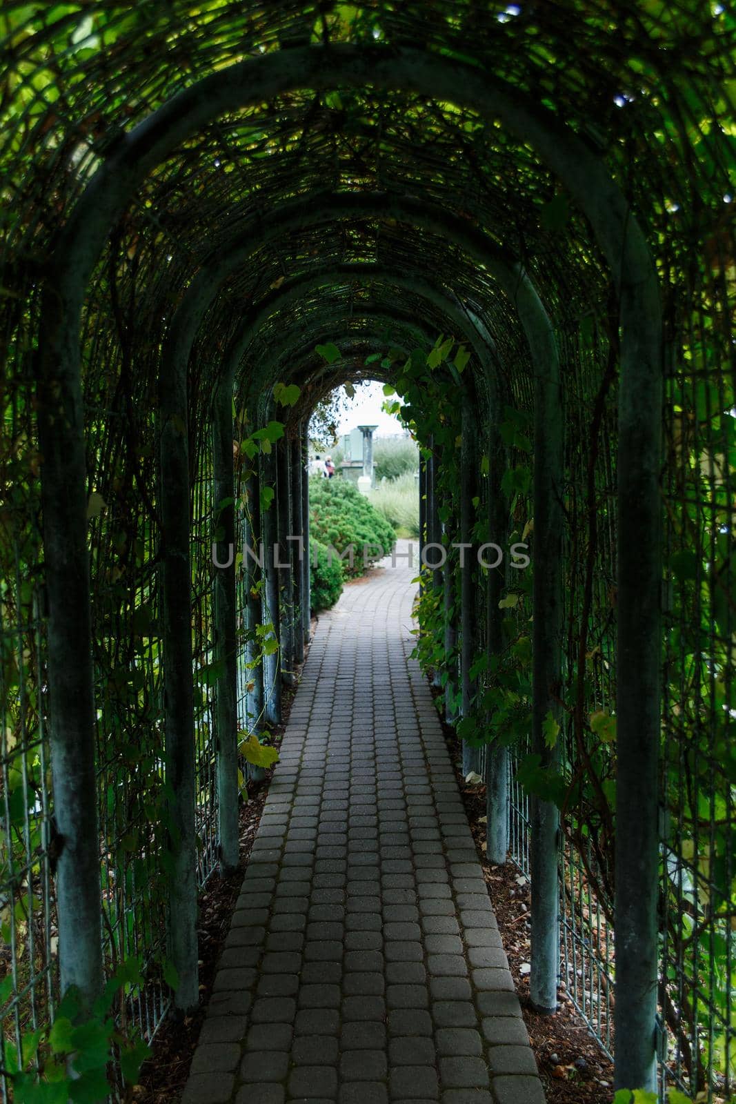 Pedestrian tunnel overgrown with wild grapes by BY-_-BY