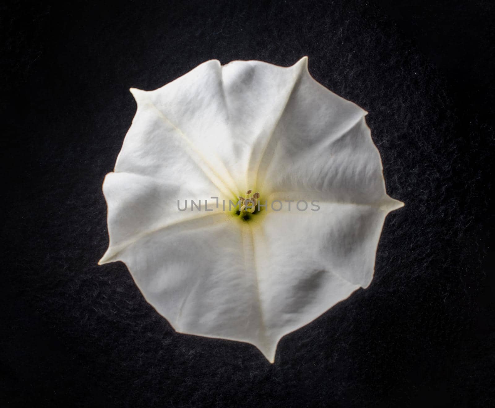 Top view of a flower on a black background. View from above. by Proff
