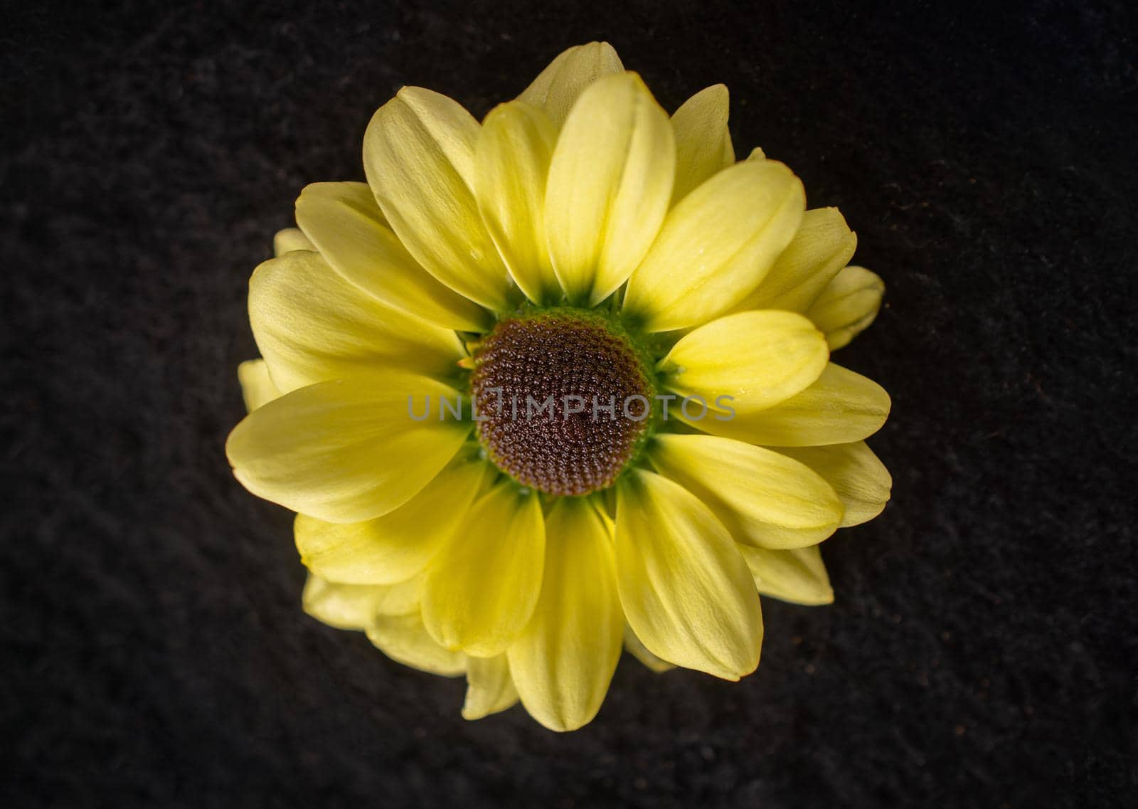 Studio shot of flower on black background. Close up. by Proff