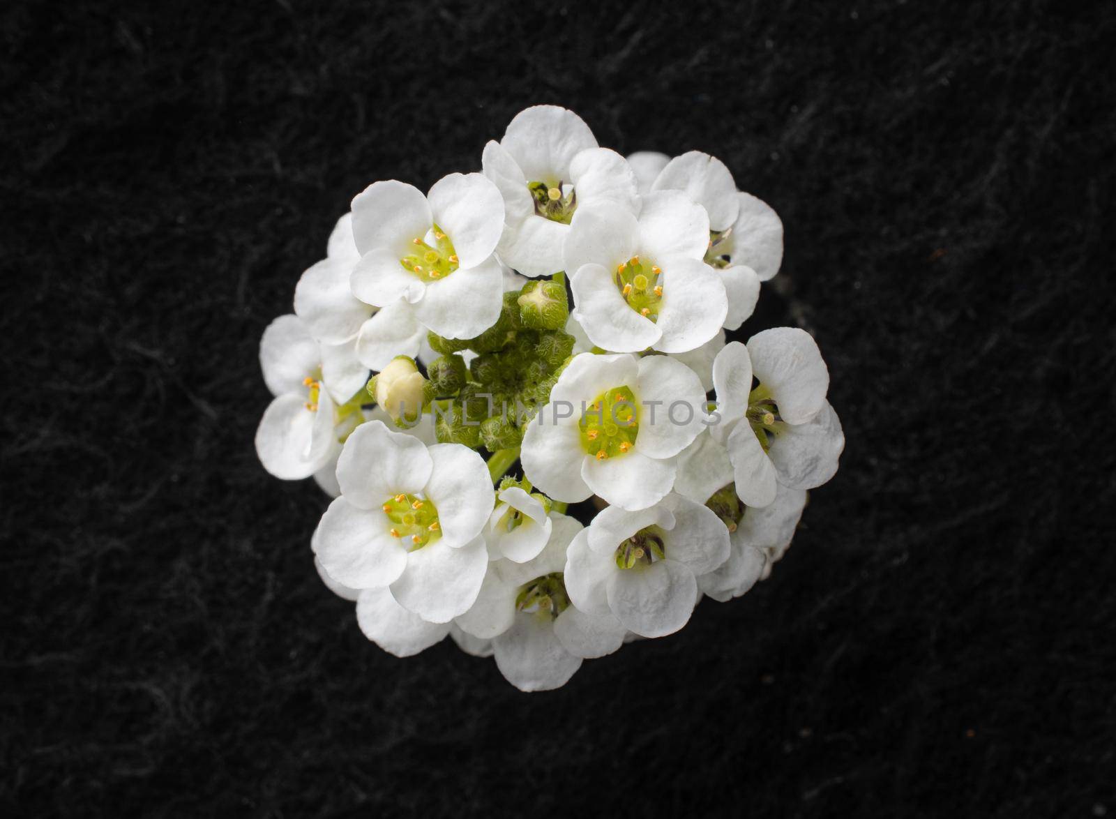 One flower on a black background. On black background. by Proff