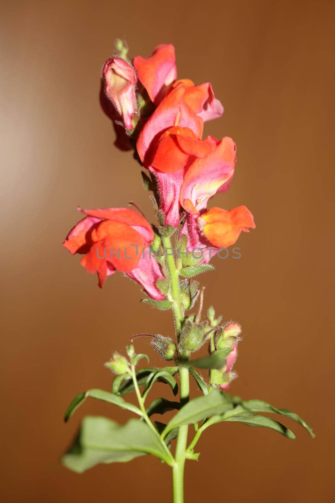 Red flower blossom close up botanical background Antirrhinum majus family Plantaginaceae big size prints high quality floral home decor