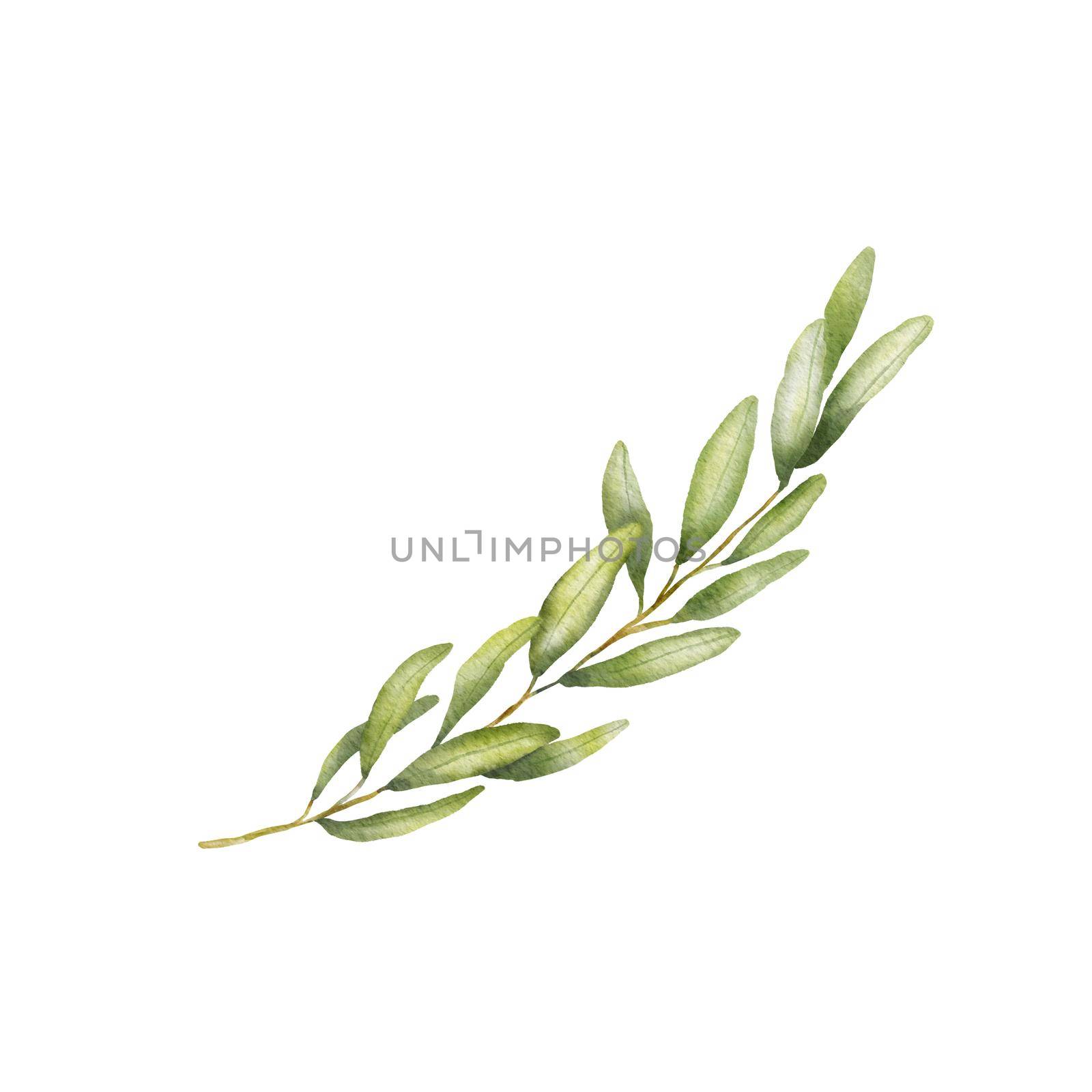 Green olive branch watercolor drawing. Hand drawn illustration with leaves isolated on white.