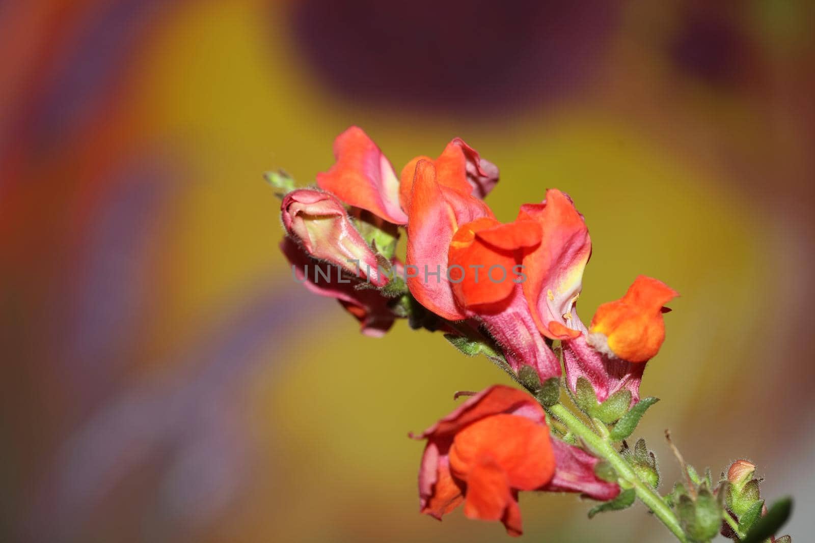 Red flower blossom close up botanical background Antirrhinum majus family Plantaginaceae big size prints high quality floral home decor