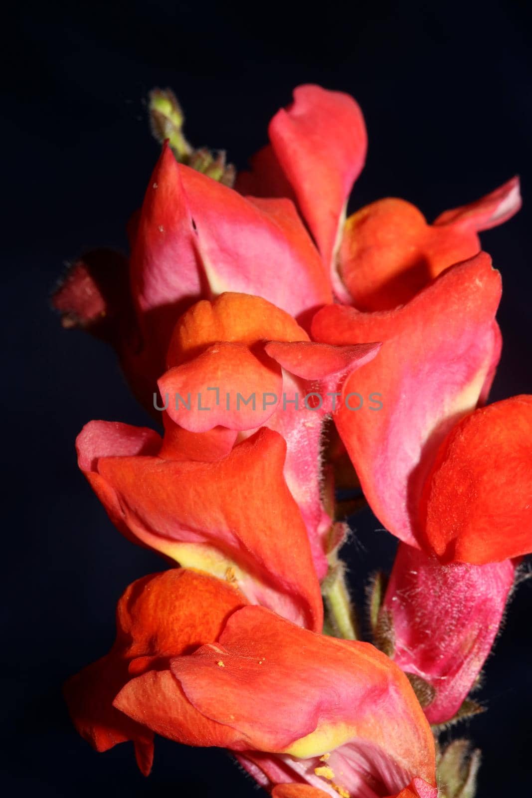 Red flower blossom close up botanical background Antirrhinum majus family Plantaginaceae big size prints high quality floral home decor