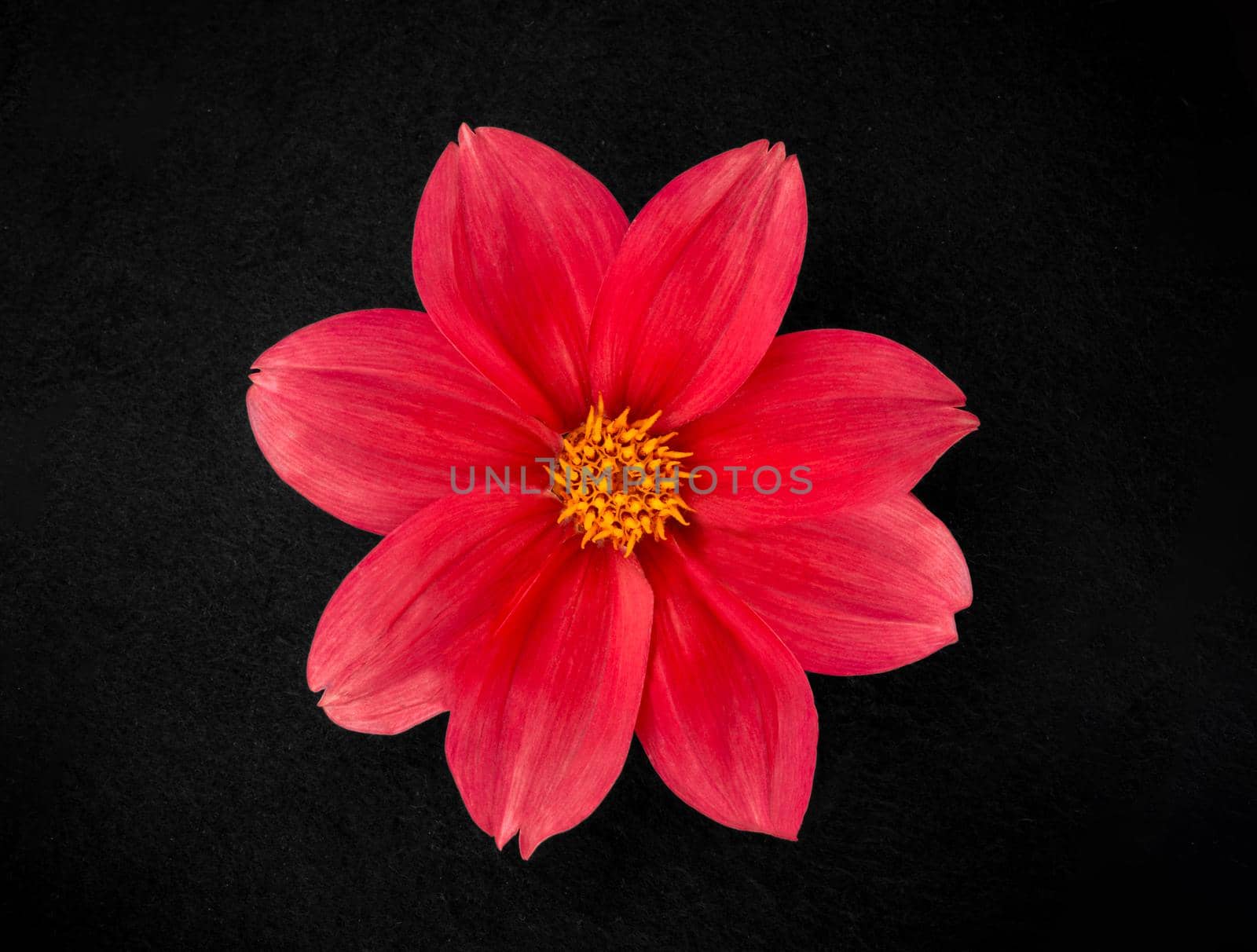 Studio shot of flower on a black background. View above. by Proff